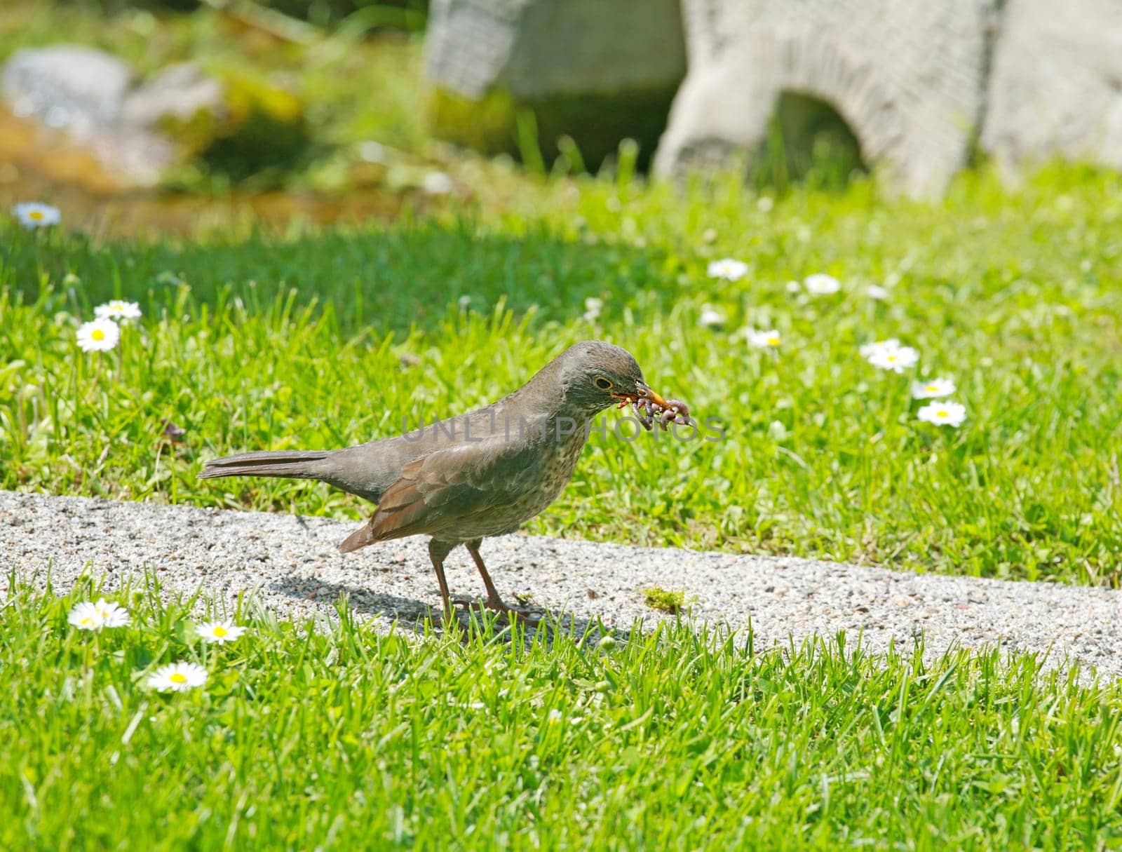 Mother bird hunting for food for the young ones. Song Thrush catch earthworm