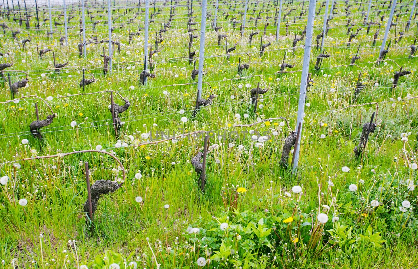 Close view of vineyards