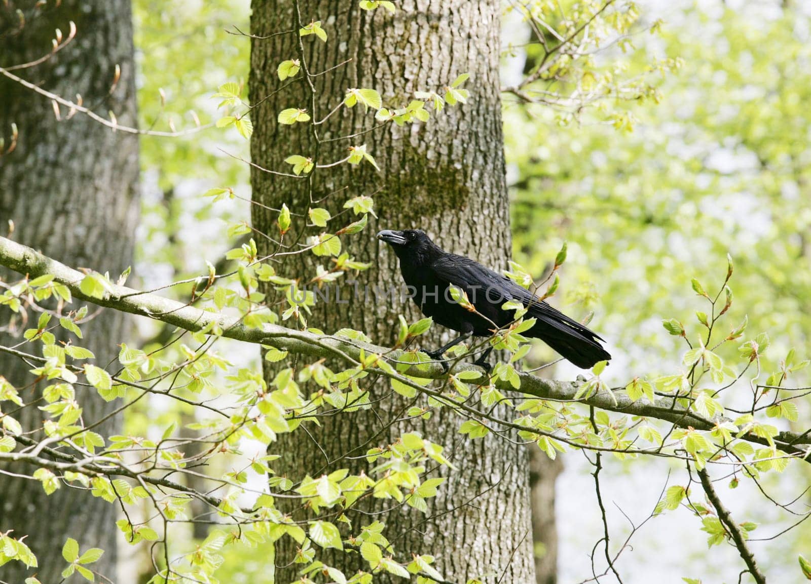 A strutting Black Crow with a peanut.