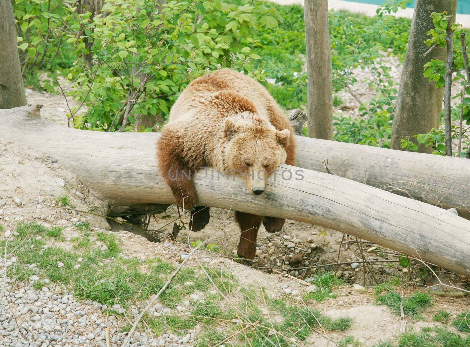 Brown bear in bear park of Bern, Switzerland