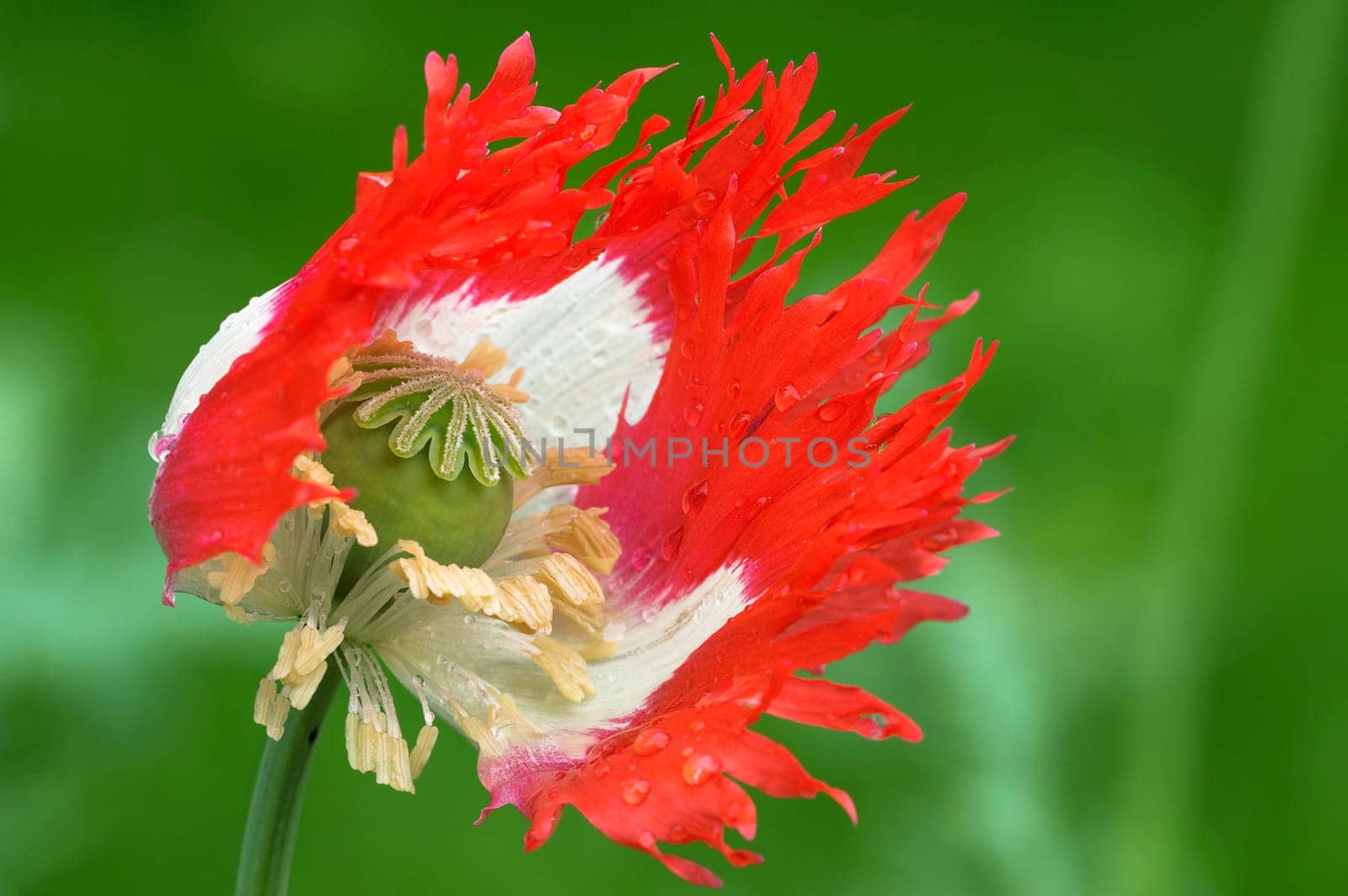 Opium Poppy Daneborg