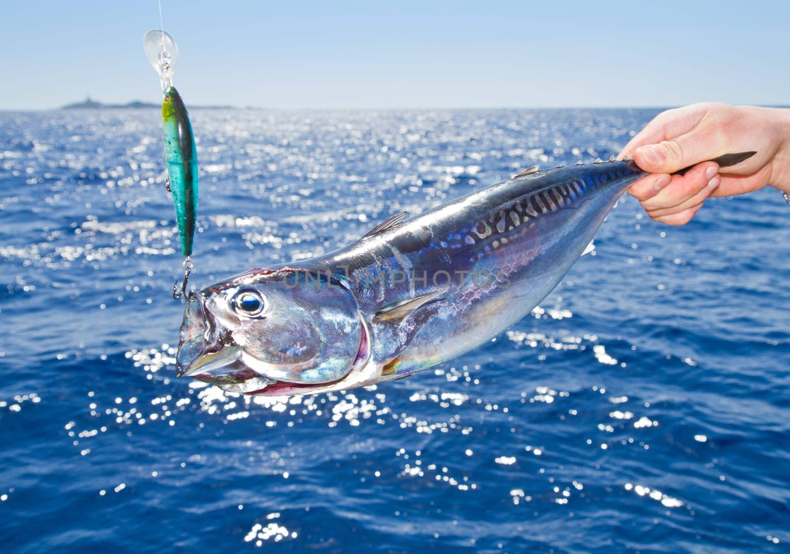 Blue fin tuna Mediterranean big game fishing
