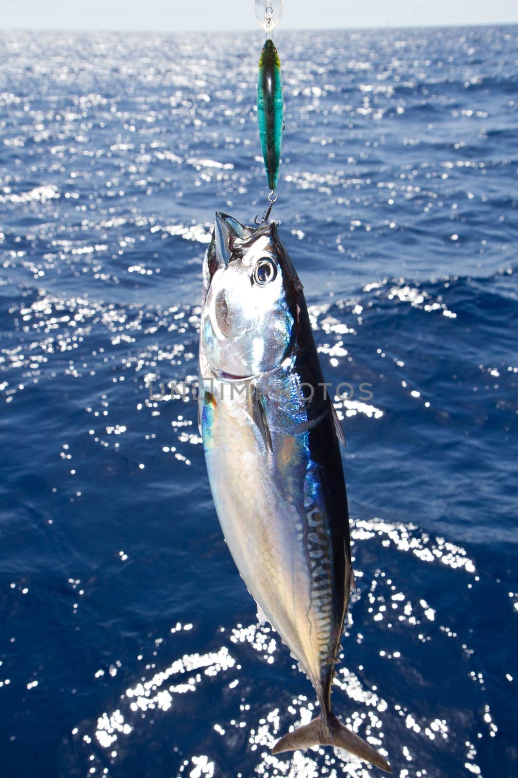 Blue fin tuna Mediterranean big game fishing