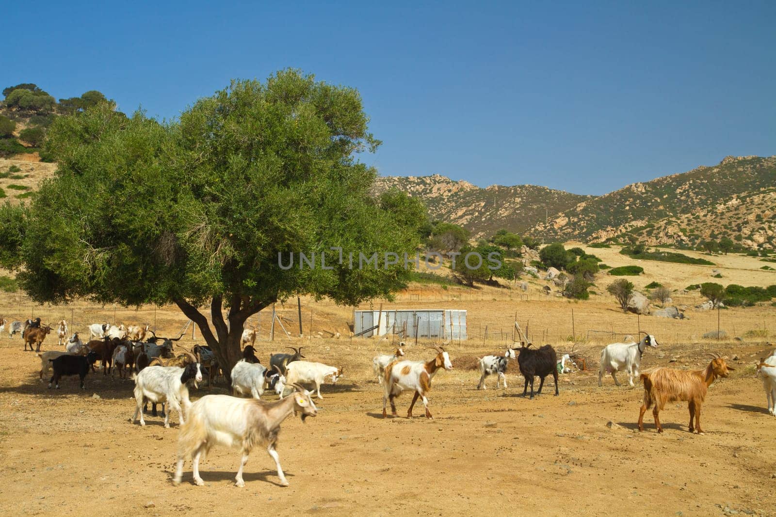 goats on a mountain meadow at villasimius, Sardinia, italy
