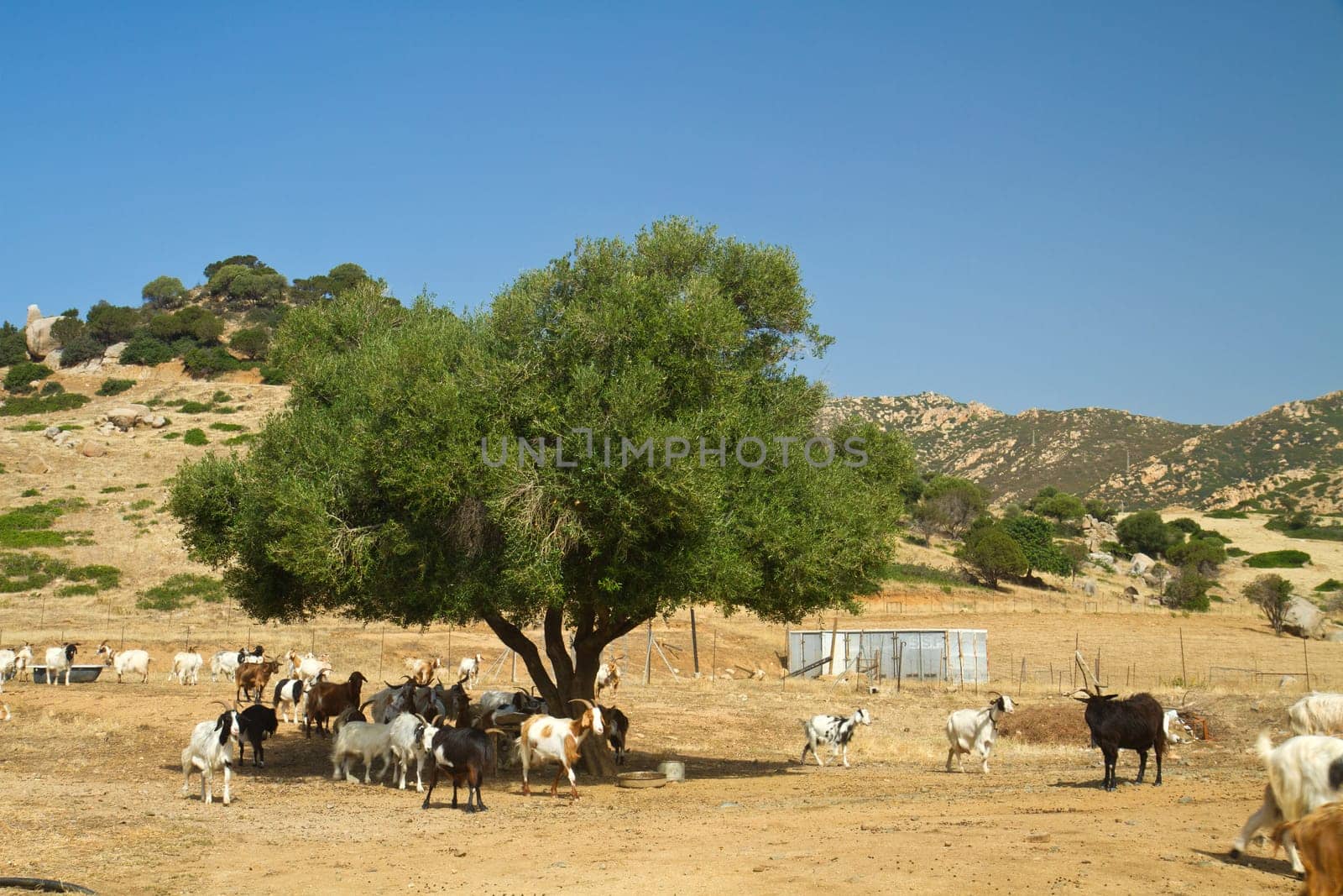 goats on a mountain meadow at villasimius, Sardinia, italy
