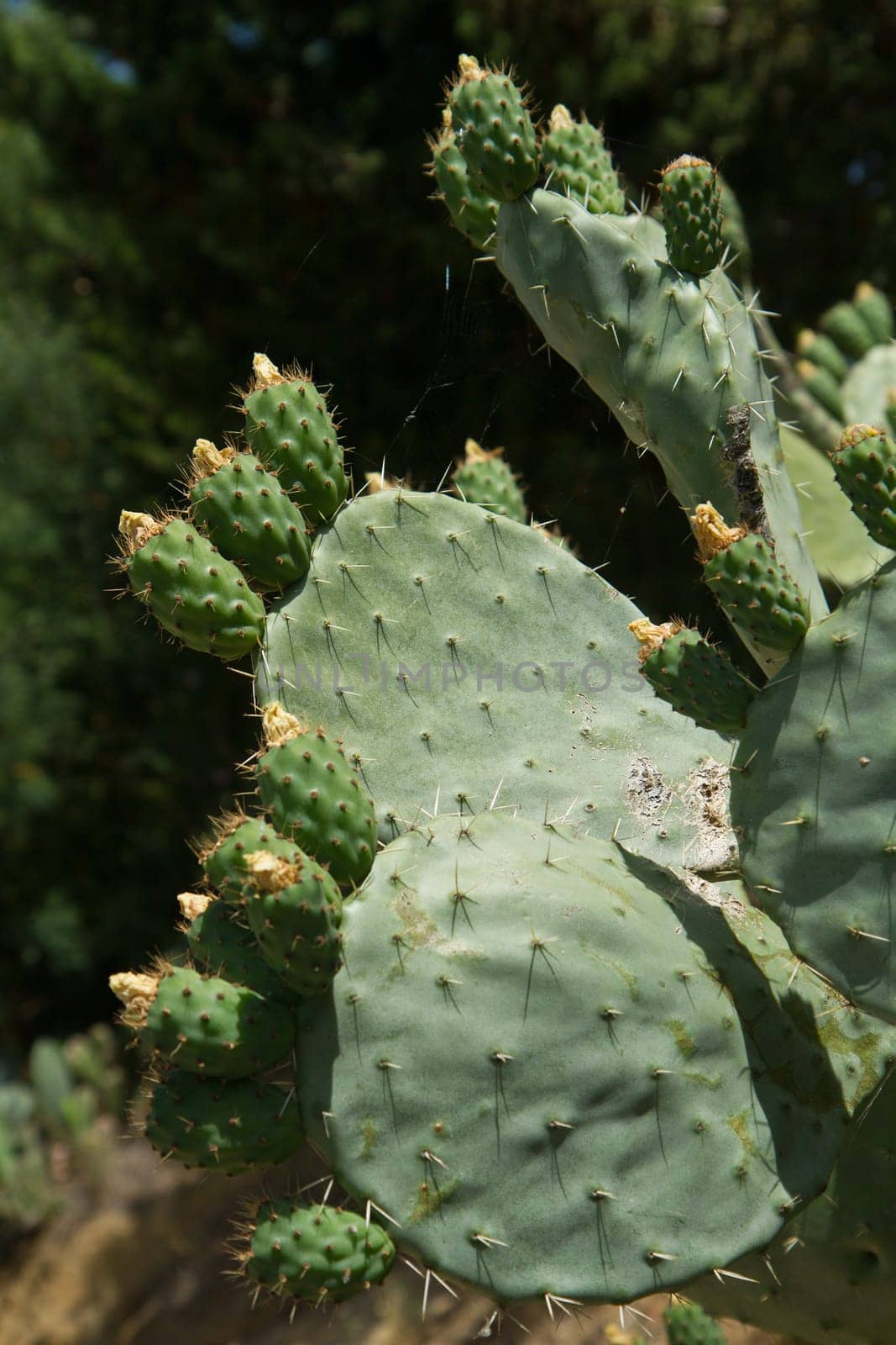 cactus plant