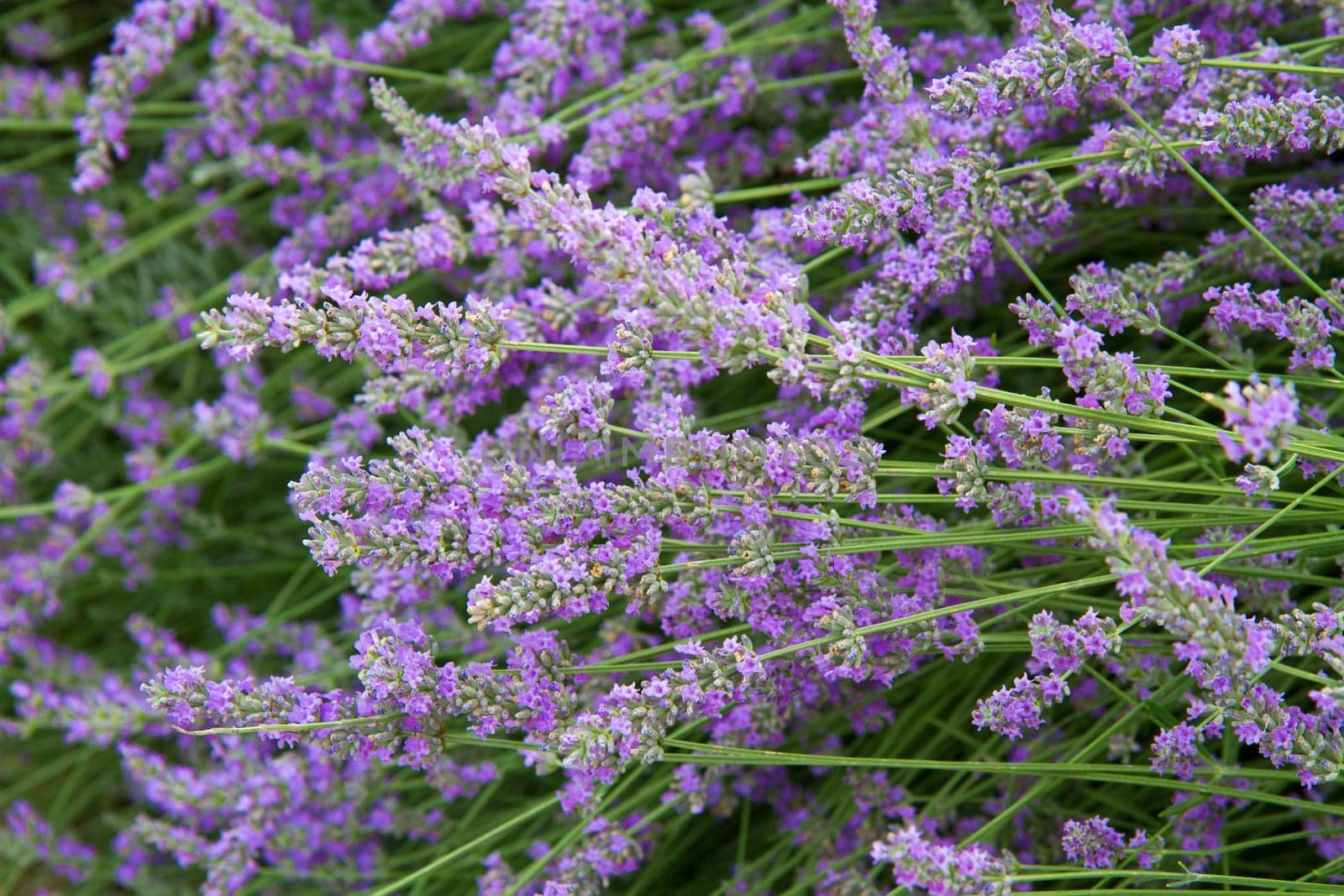 flowers of lavender
