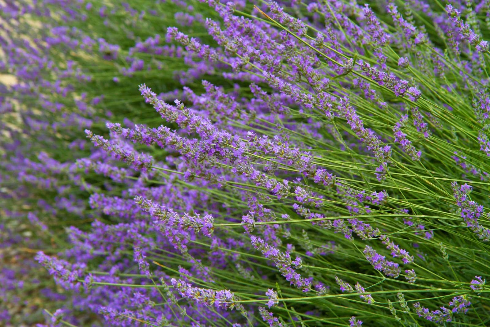 flowers of lavender