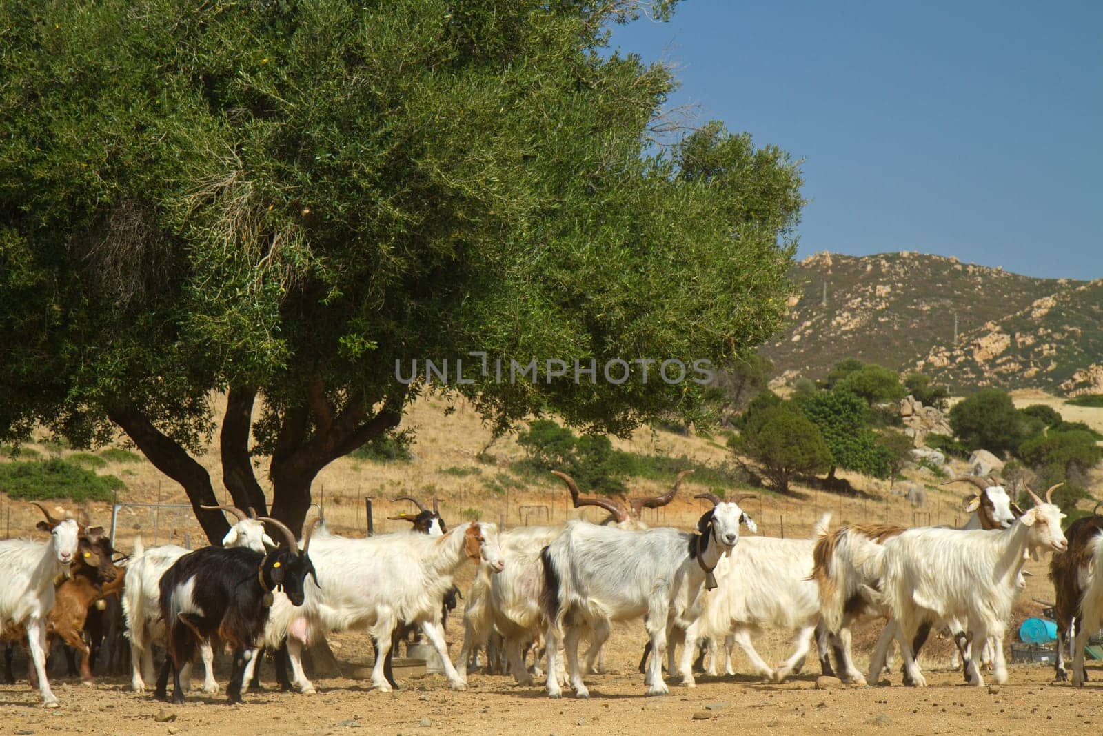 goats on a mountain meadow at villasimius, Sardinia, italy