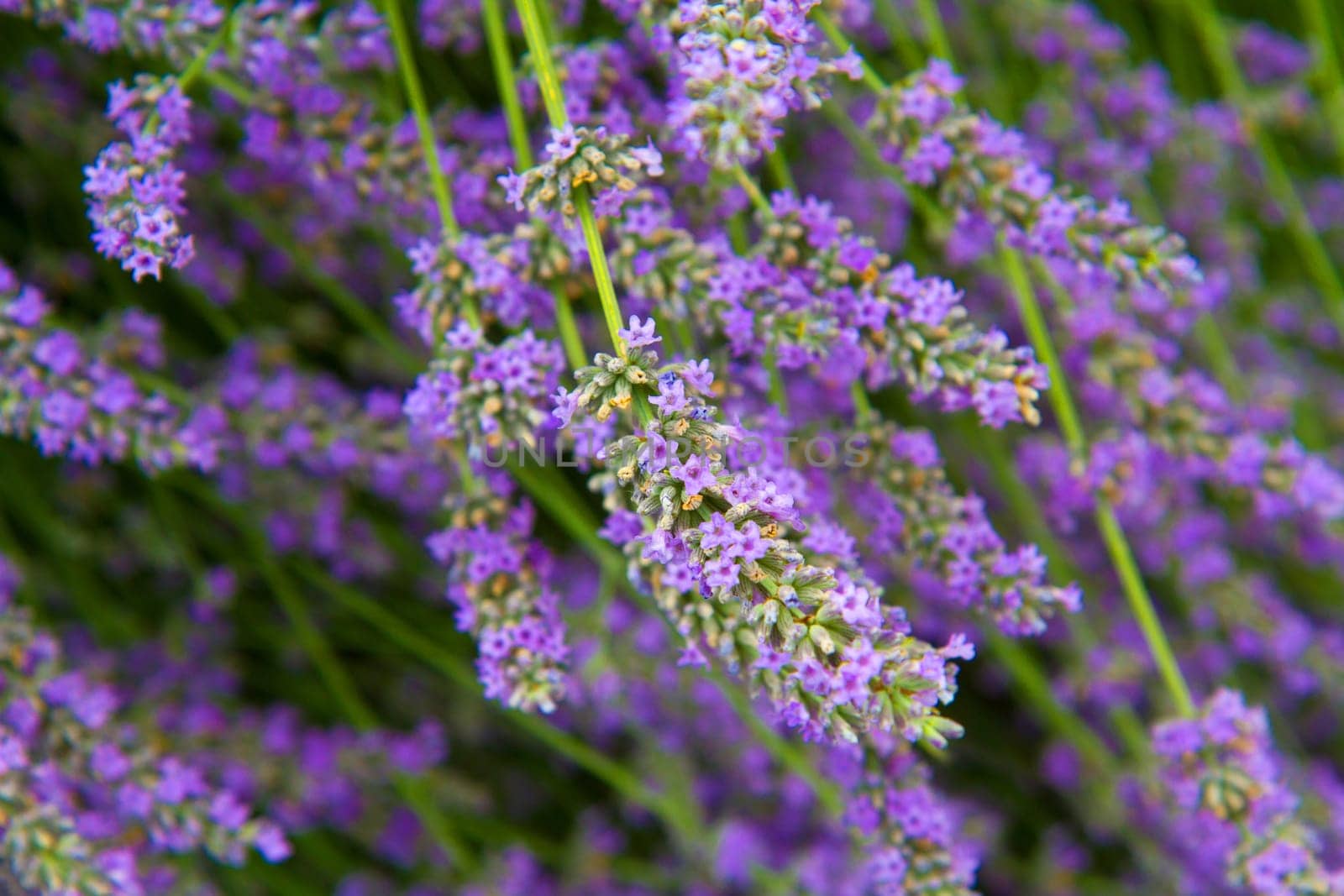 flowers of lavender