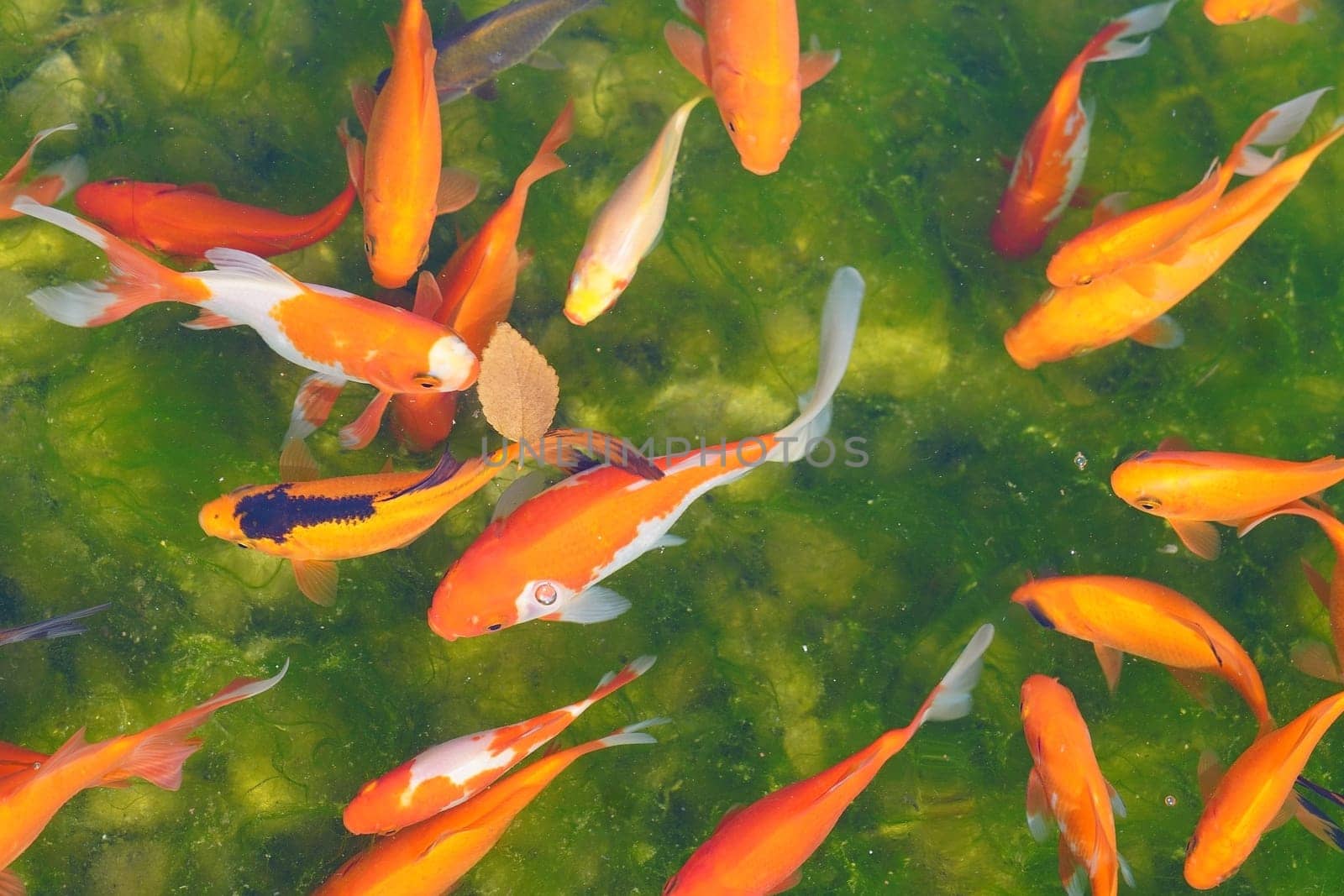 Goldfish and carp in the city pond. against the background of a green bottom. View from the top. High quality photo