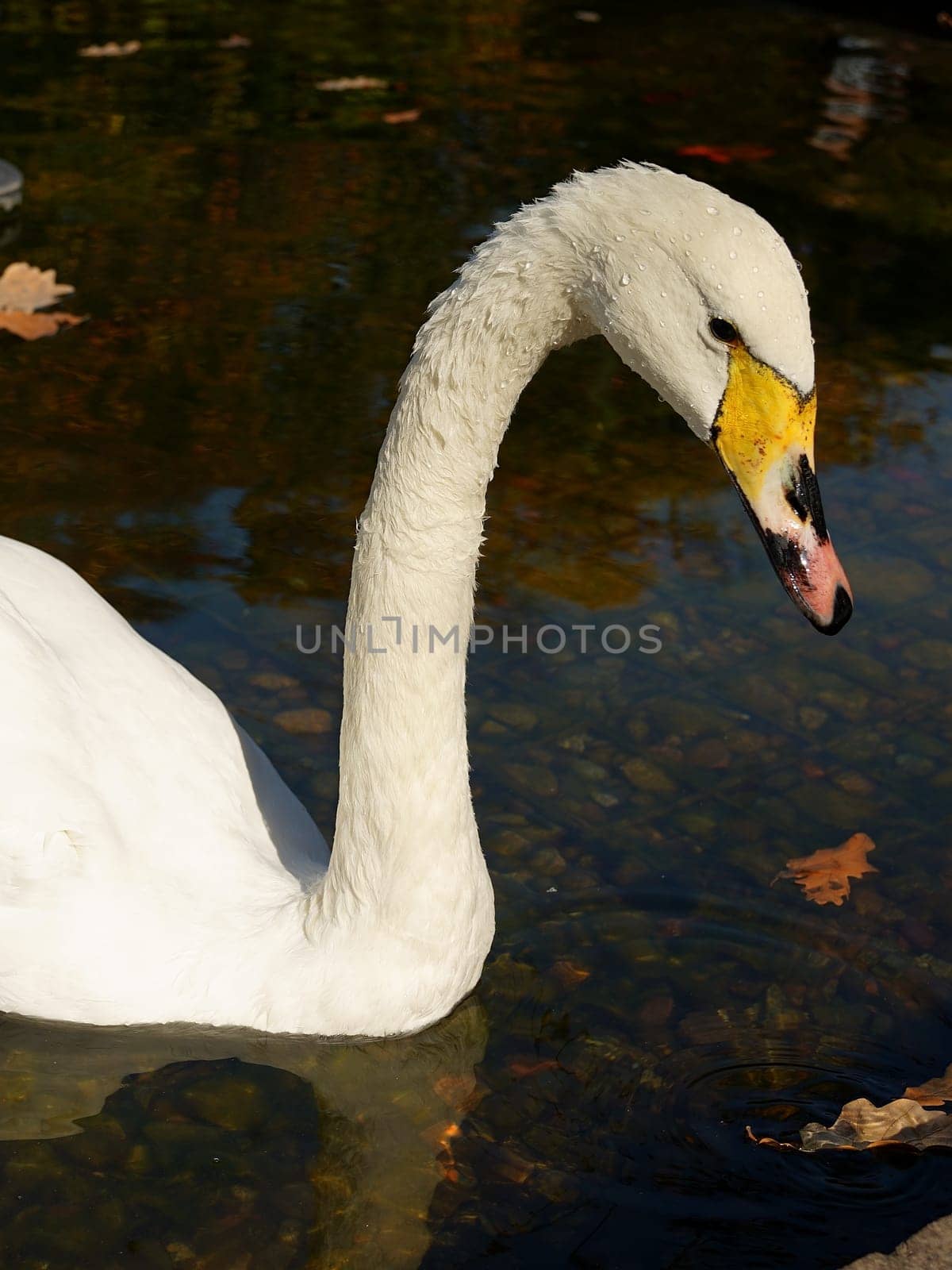 Swan with water drops on its neck on an autumn lake. by tewolf