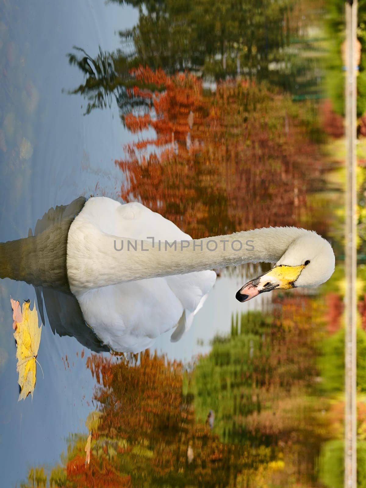 One white swan swims on autumn background on lake. Yellow leaves side view. High quality photo