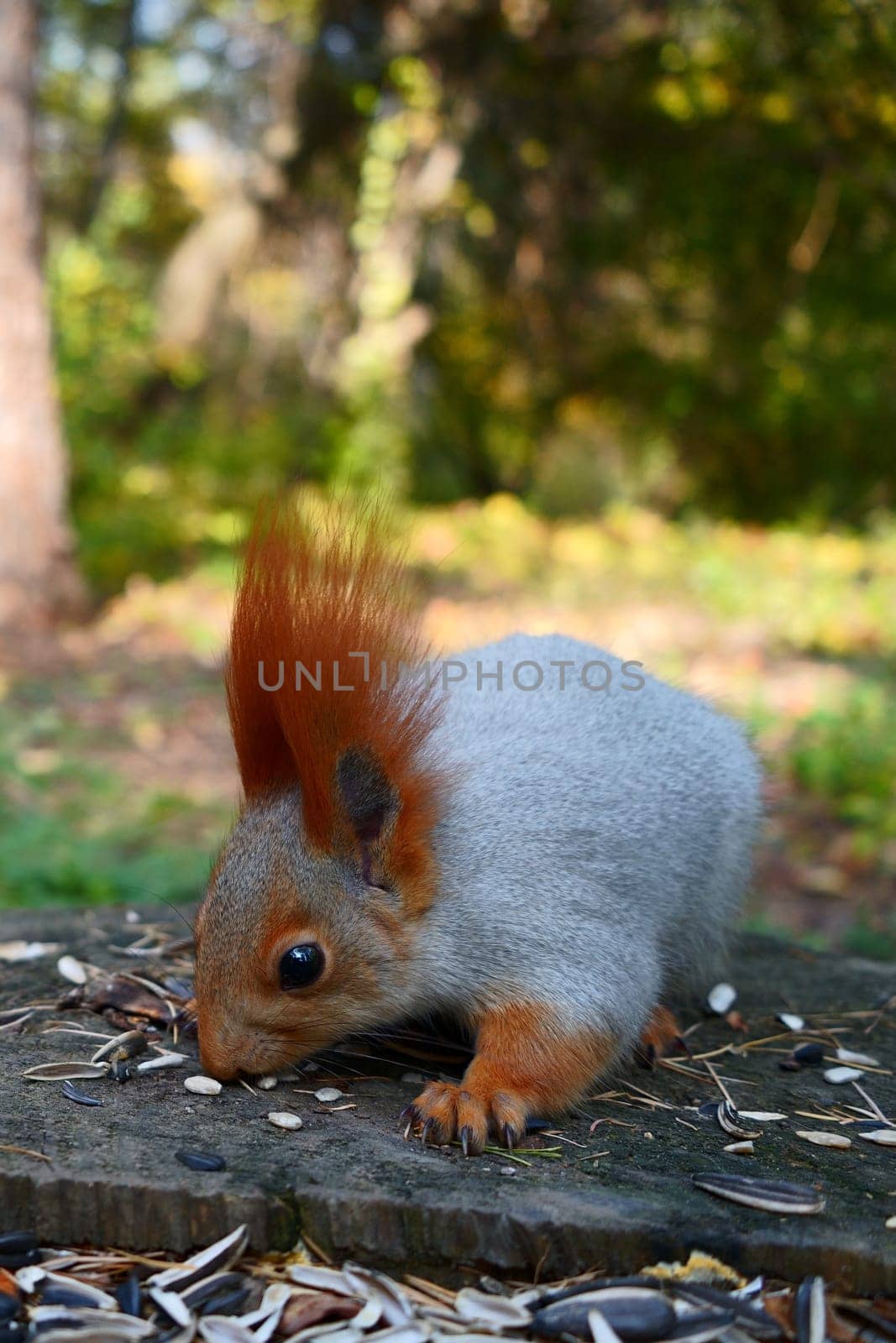 A gray squirrel on a stump eats seeds and nuts. Autumn park, side view. High quality photo