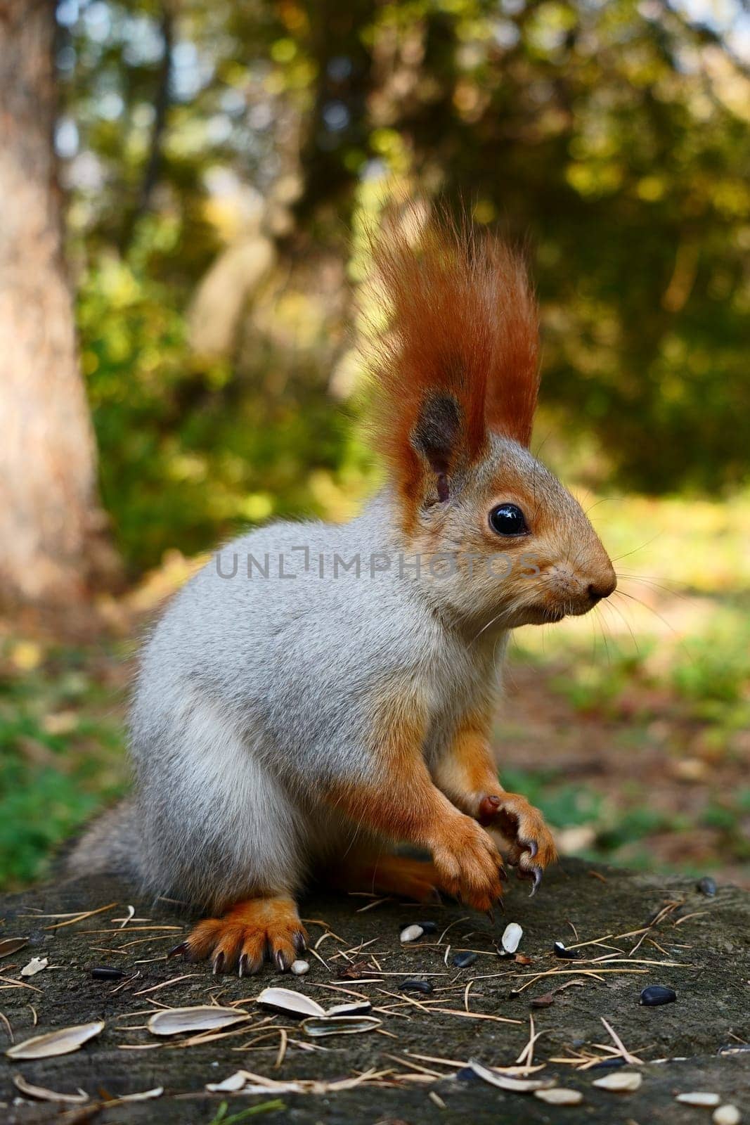 A squirrel sits on the ground in an autumn park. Side view. High quality photo
