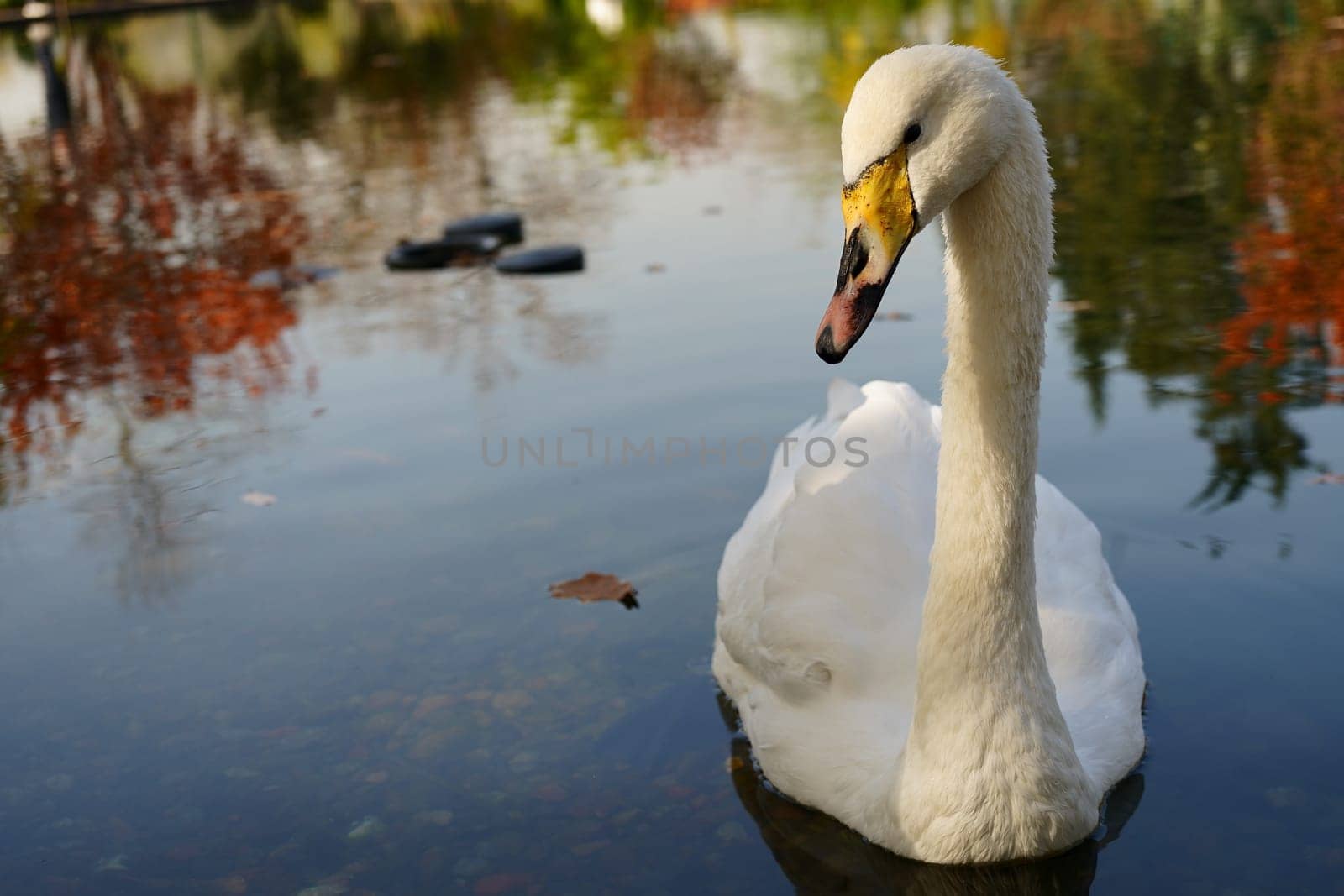 Swan swimming on pond with autumn reflection of trees. High quality photo