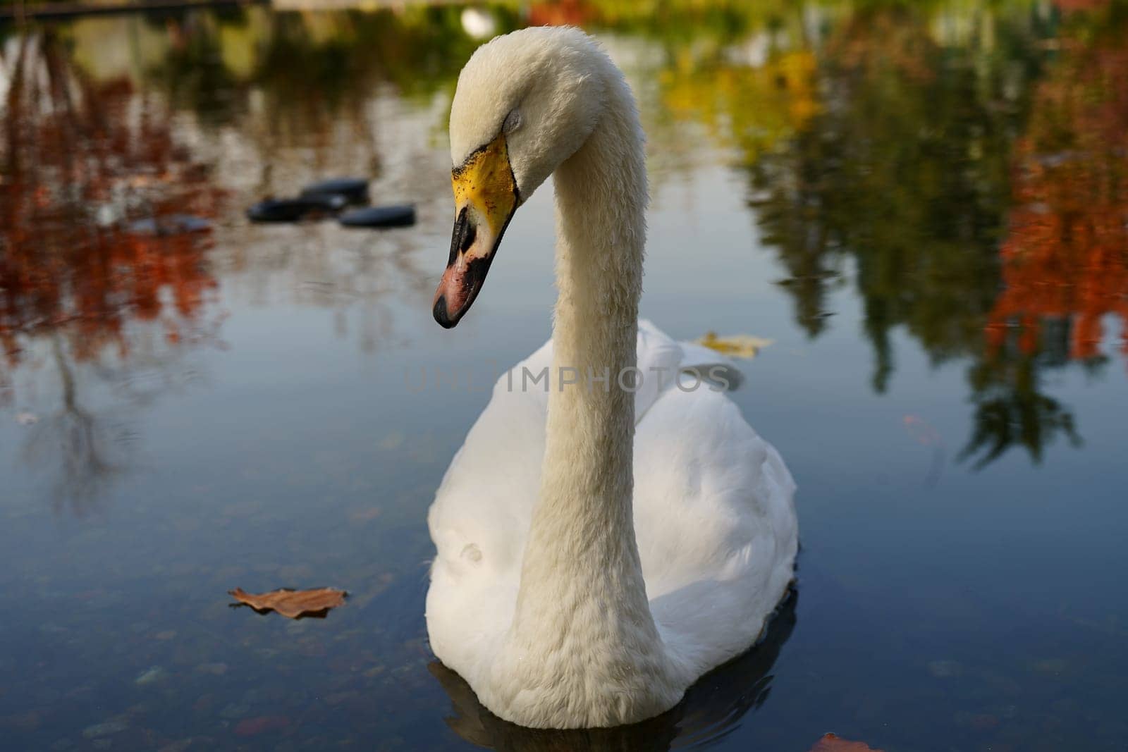 Swan on the water sleeping on autumn background. High quality photo