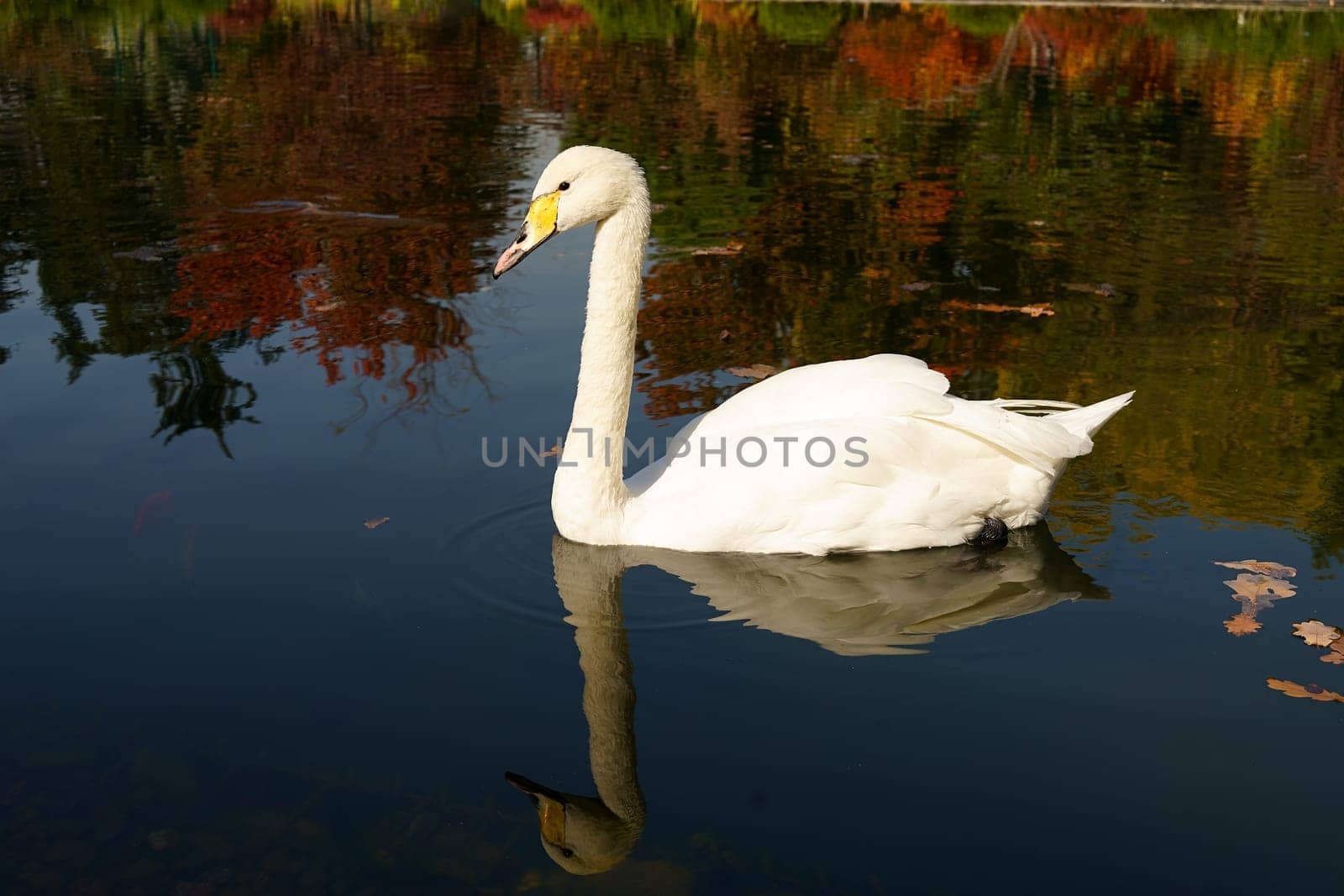 White swan on the water and reflections of autumn trees. High quality photo