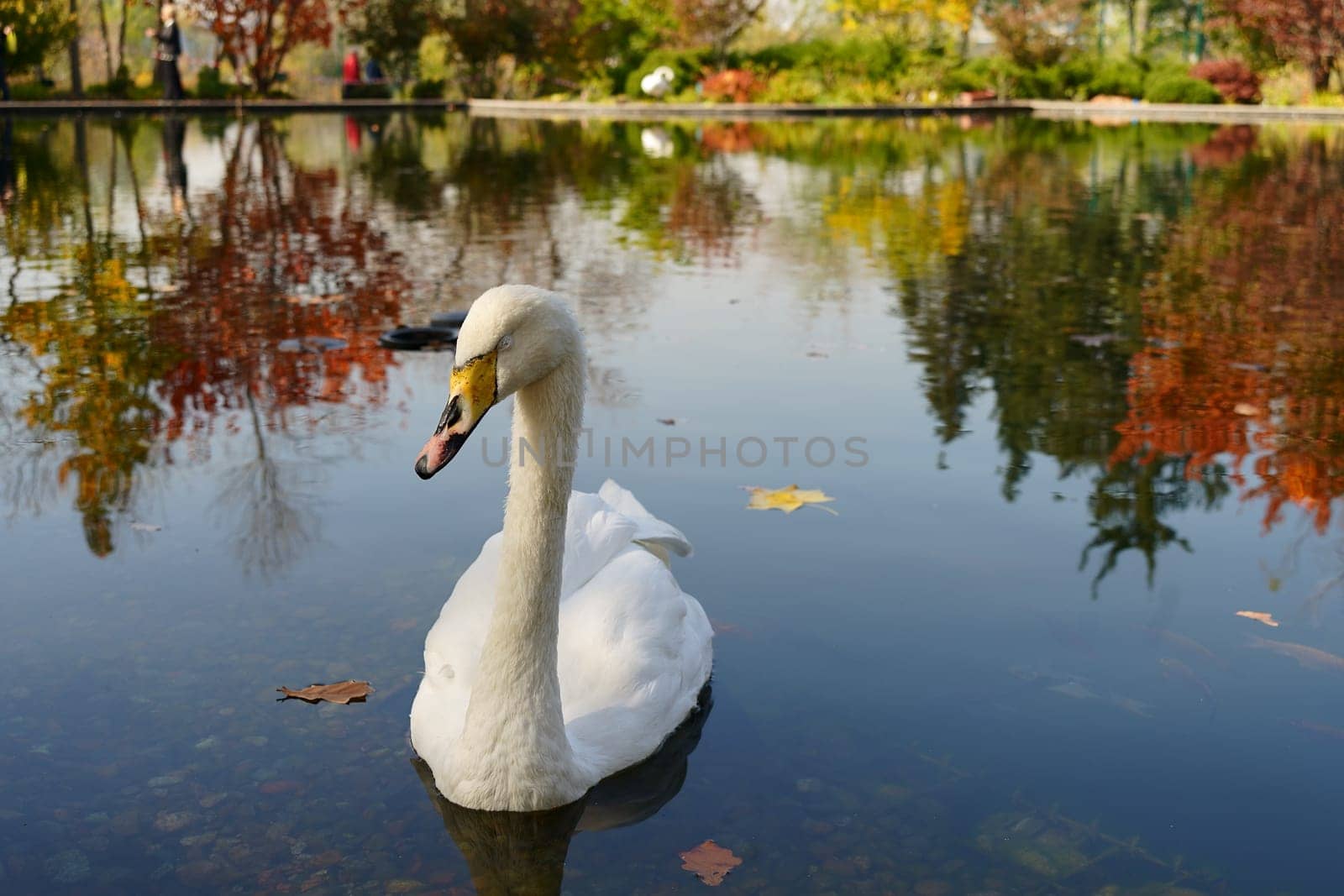 Swan sleeping floating on water on the background of autumn city park with yellow, red green bushes and trees. High quality photo