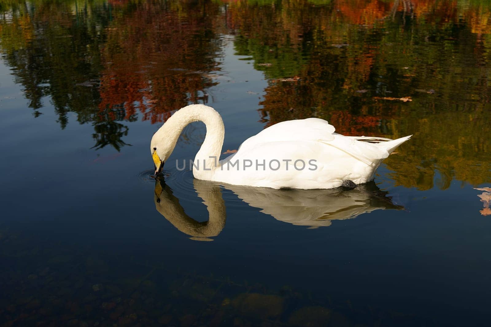 White swan drinking water on autumn landscape background by tewolf