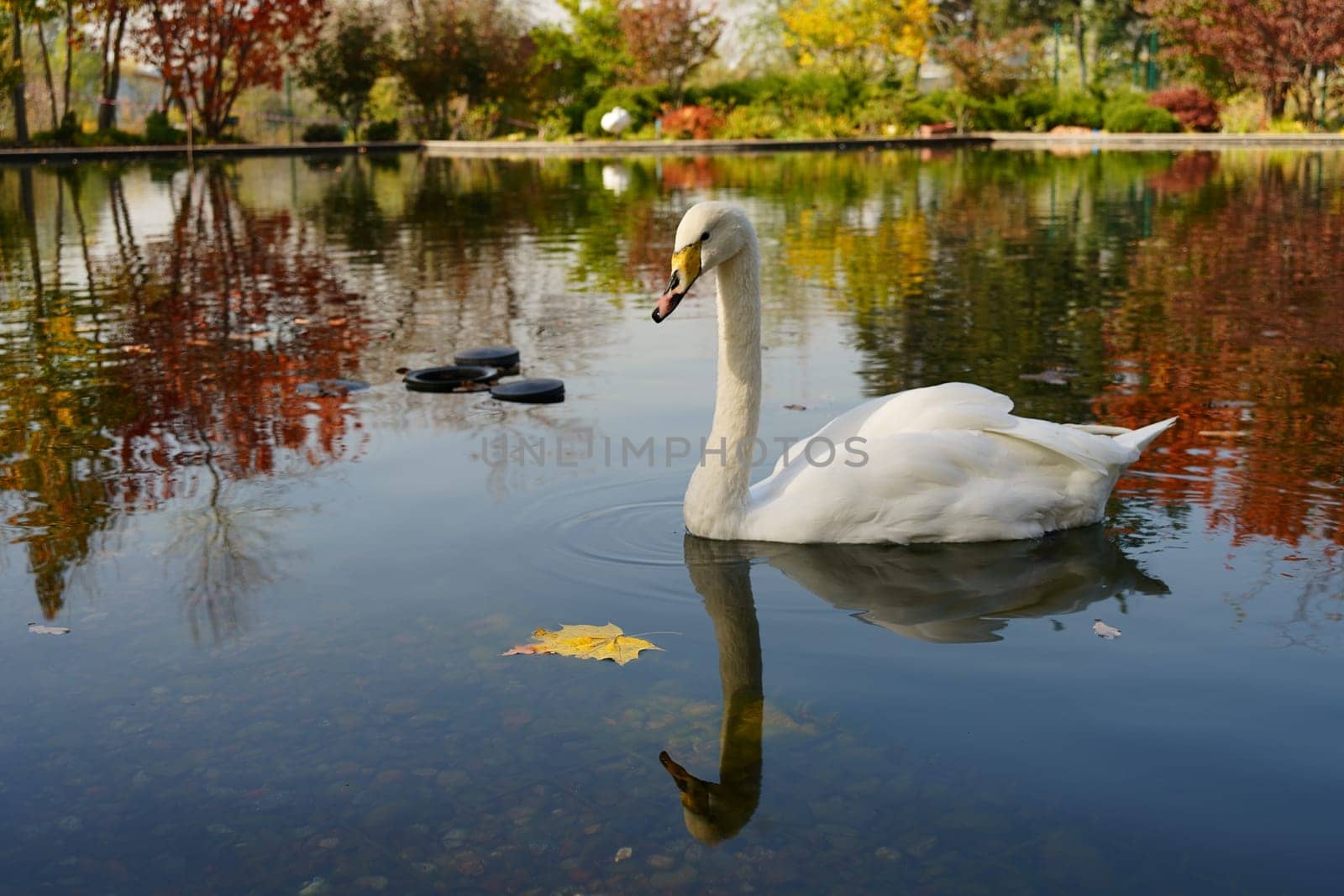 Autumn landscape with a white swan on the water. High quality photo