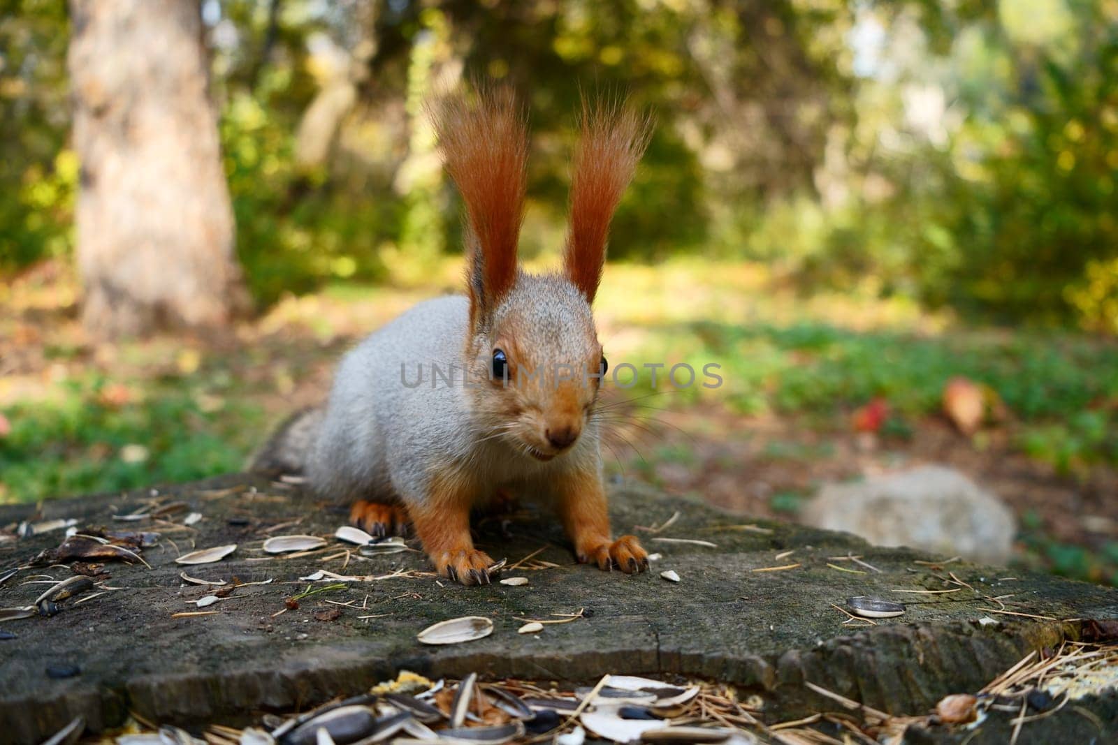 A wild gray squirrel sits on a stump and looks at the camera. Autumn forest front view. High quality photo