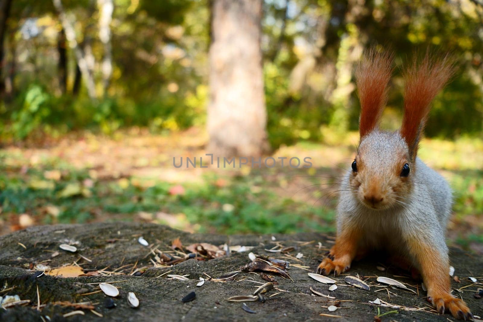 A squirrel looks at the camera in the forest. Front view. High quality photo