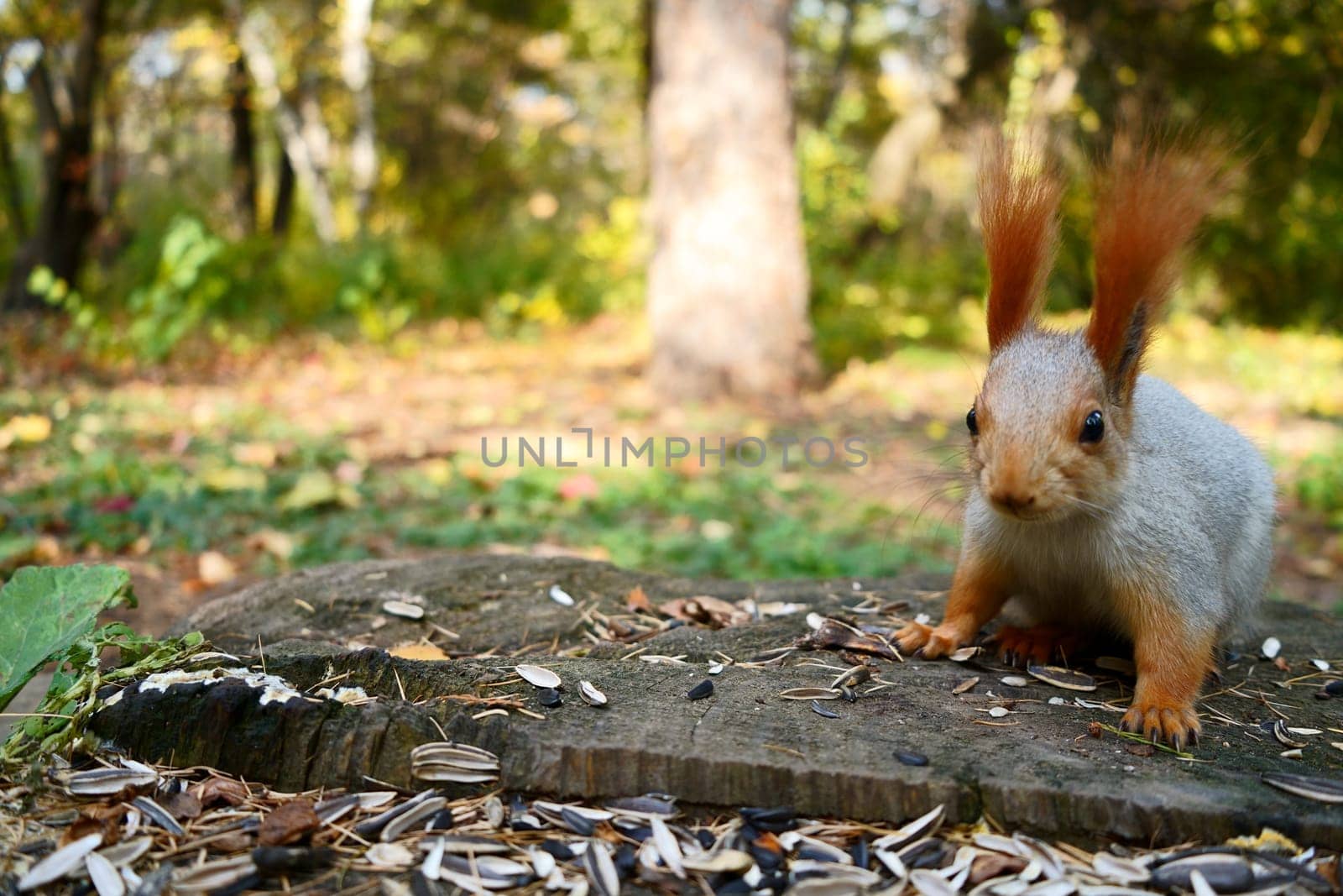 Squirrel on a stump in the forest, looking at the camera. Front view. High quality photo