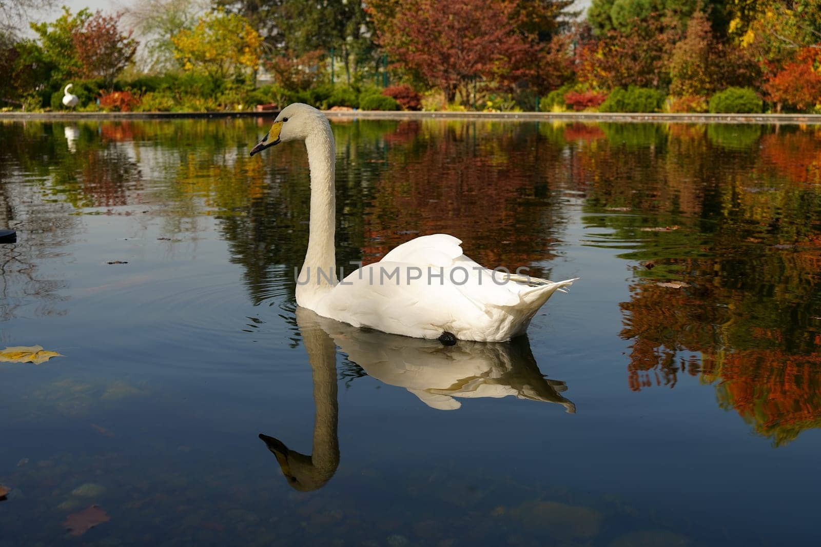 A white swan swims on the background of autumn trees. High quality photo