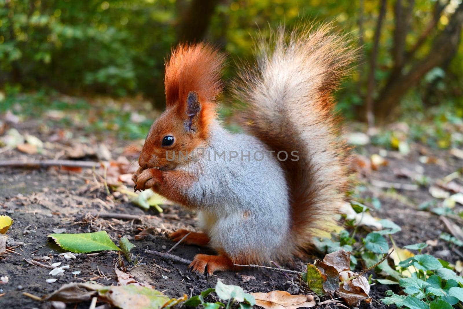 A gray-red squirrel eats on the ground. Side view by tewolf