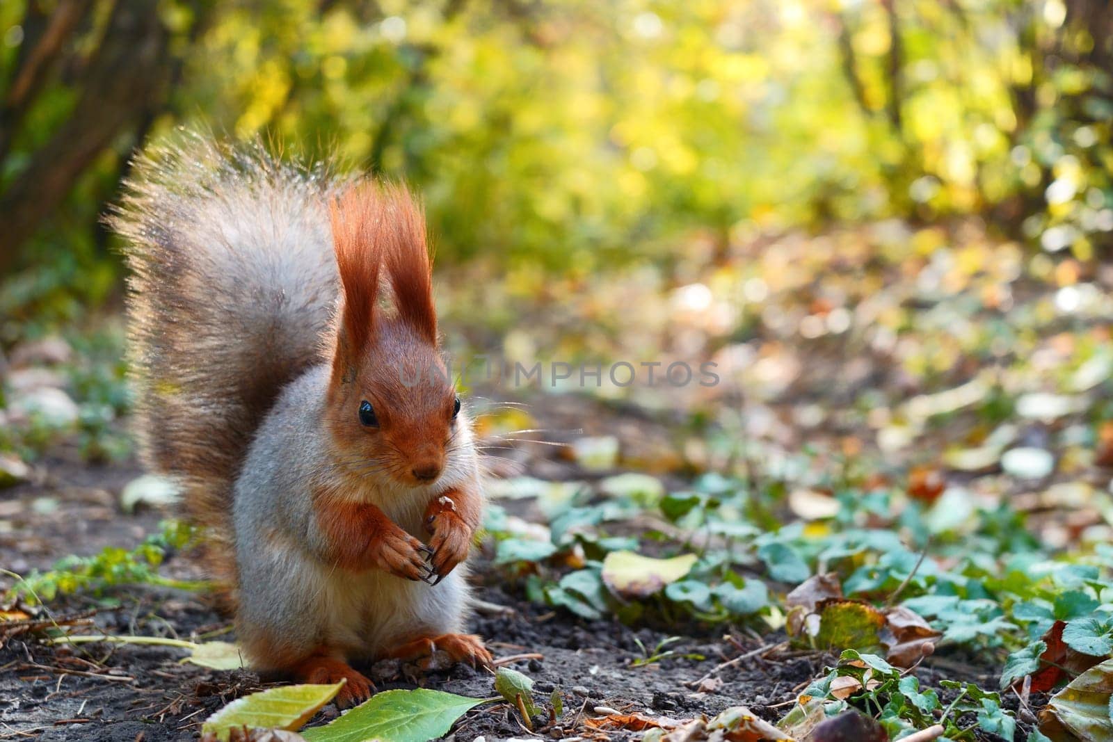 A gray squirrel sits on the ground, and eats a nut autumn view. High quality photo