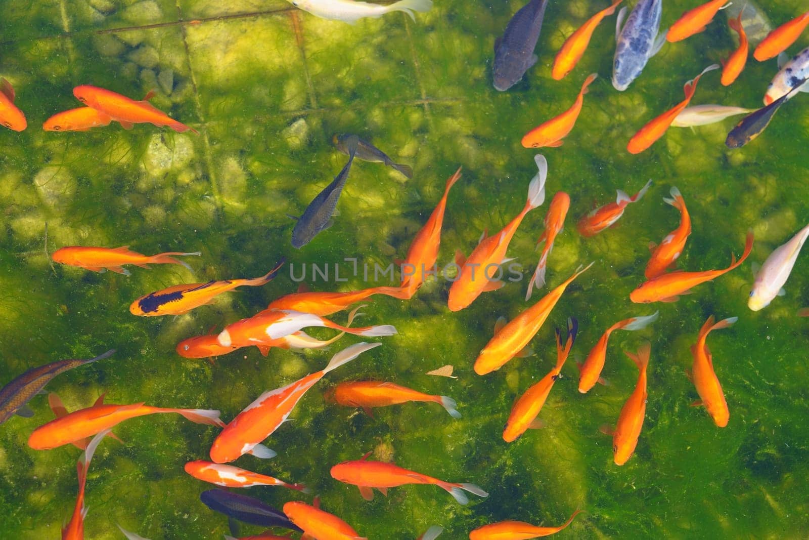 koi red, gray, spotted and white koe fish on the background of the green bottom of the pond. View from the top. High quality photo