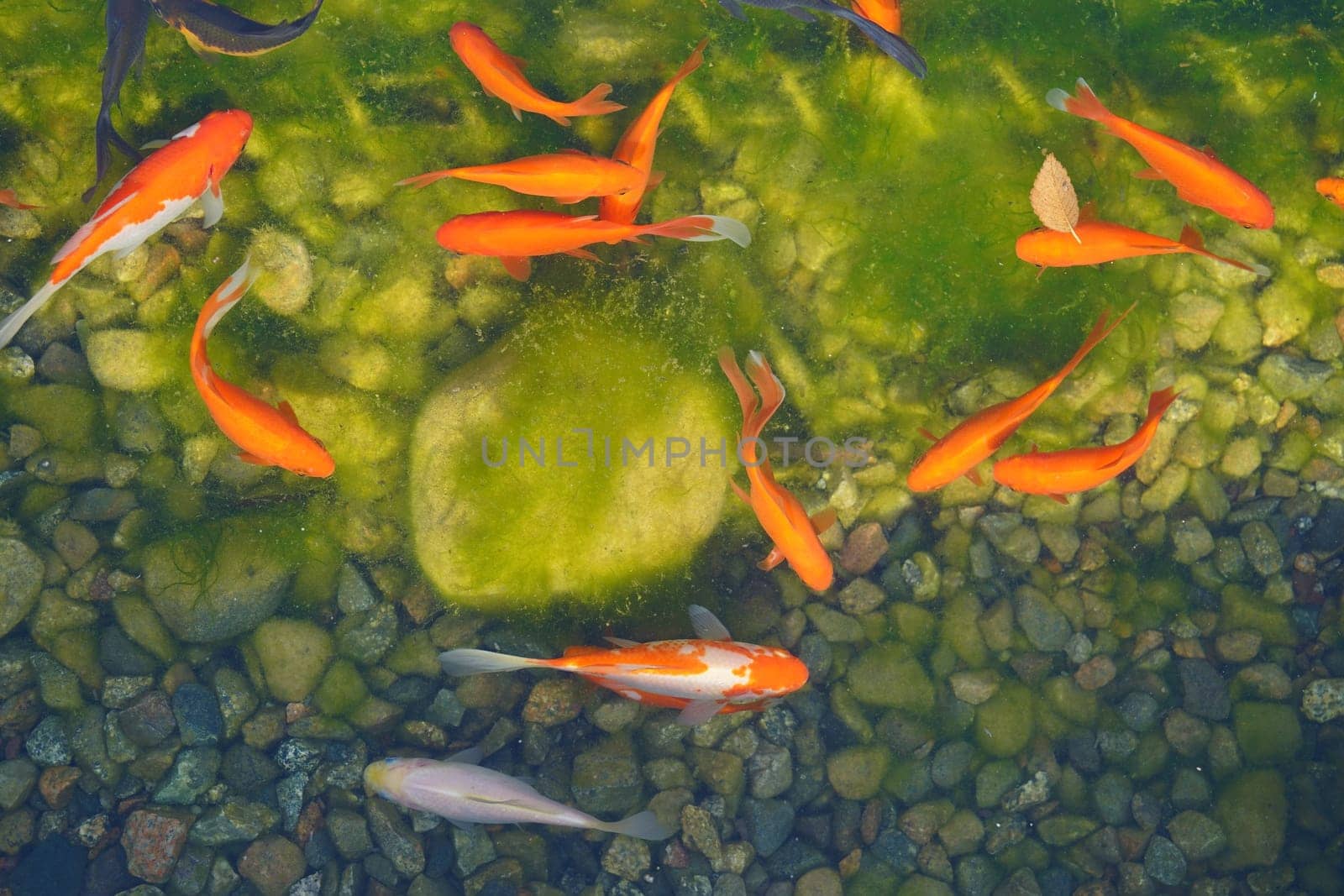 White and red koe fish in the pond next to the algae. View from the top. High quality photo