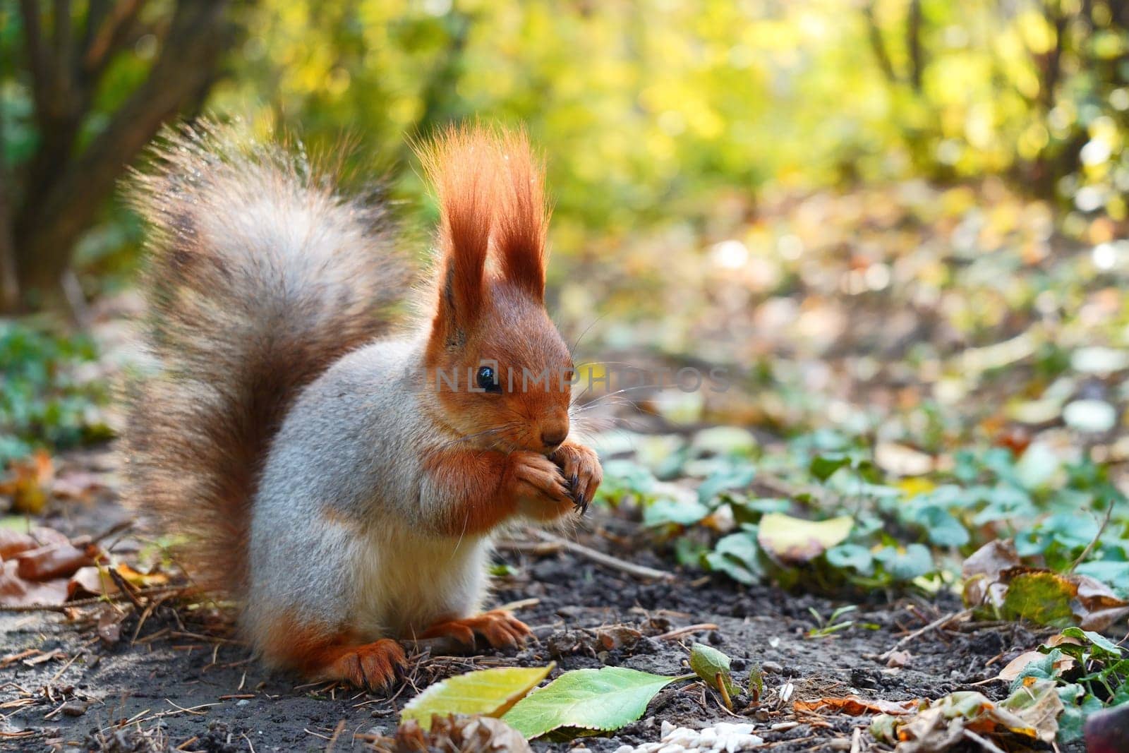 A gray squirrel sits in the sun on the ground and eats. Autumn view. High quality photo