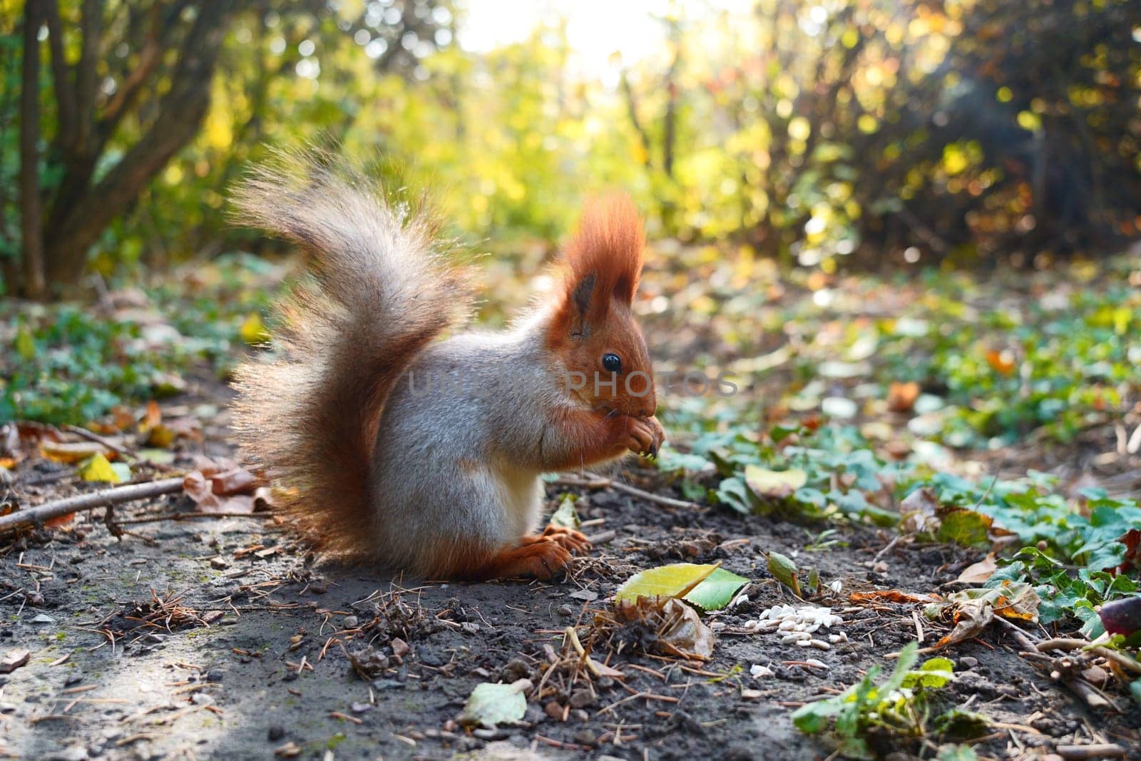 A wild squirrel in the park sits on the ground and eats. Side view by tewolf