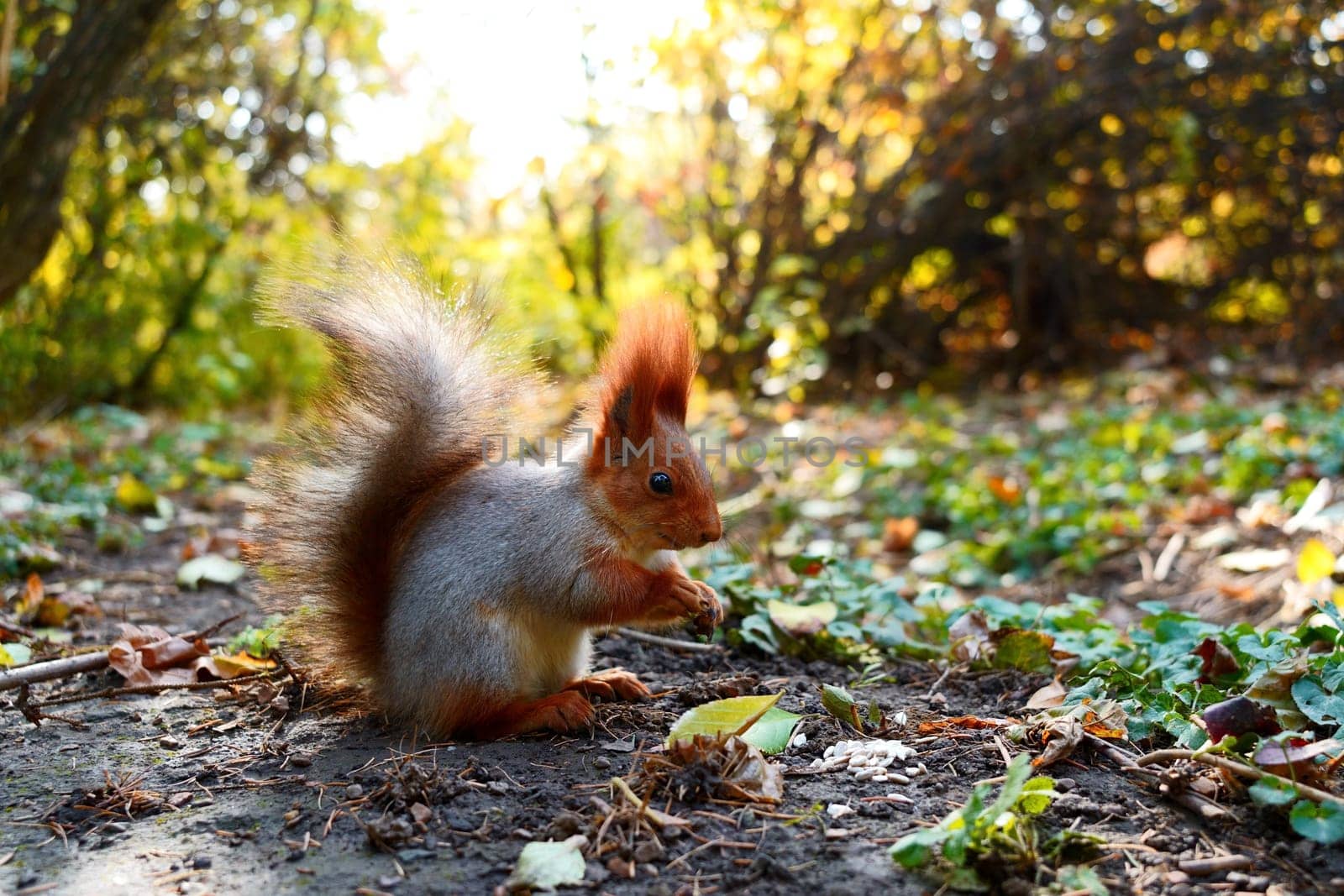 A squirrel sits in the sun and eats nuts on the ground. Side view. High quality photo