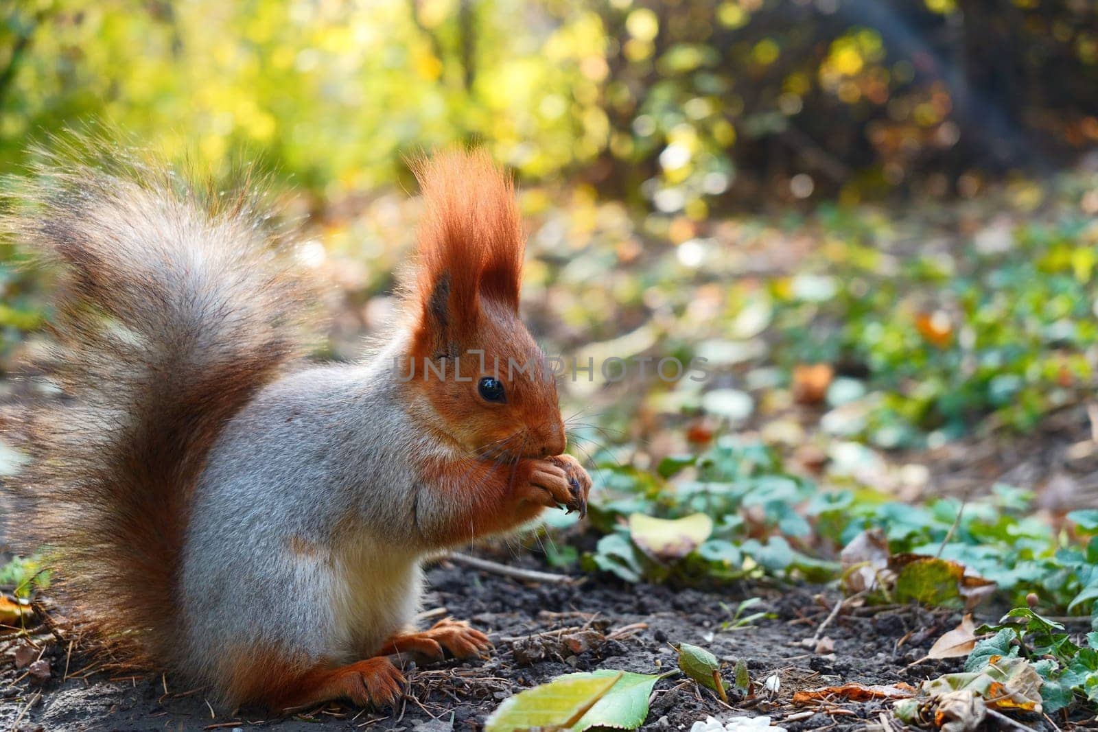 A squirrel sits and eats on the ground. Autumn leaves. Side view by tewolf