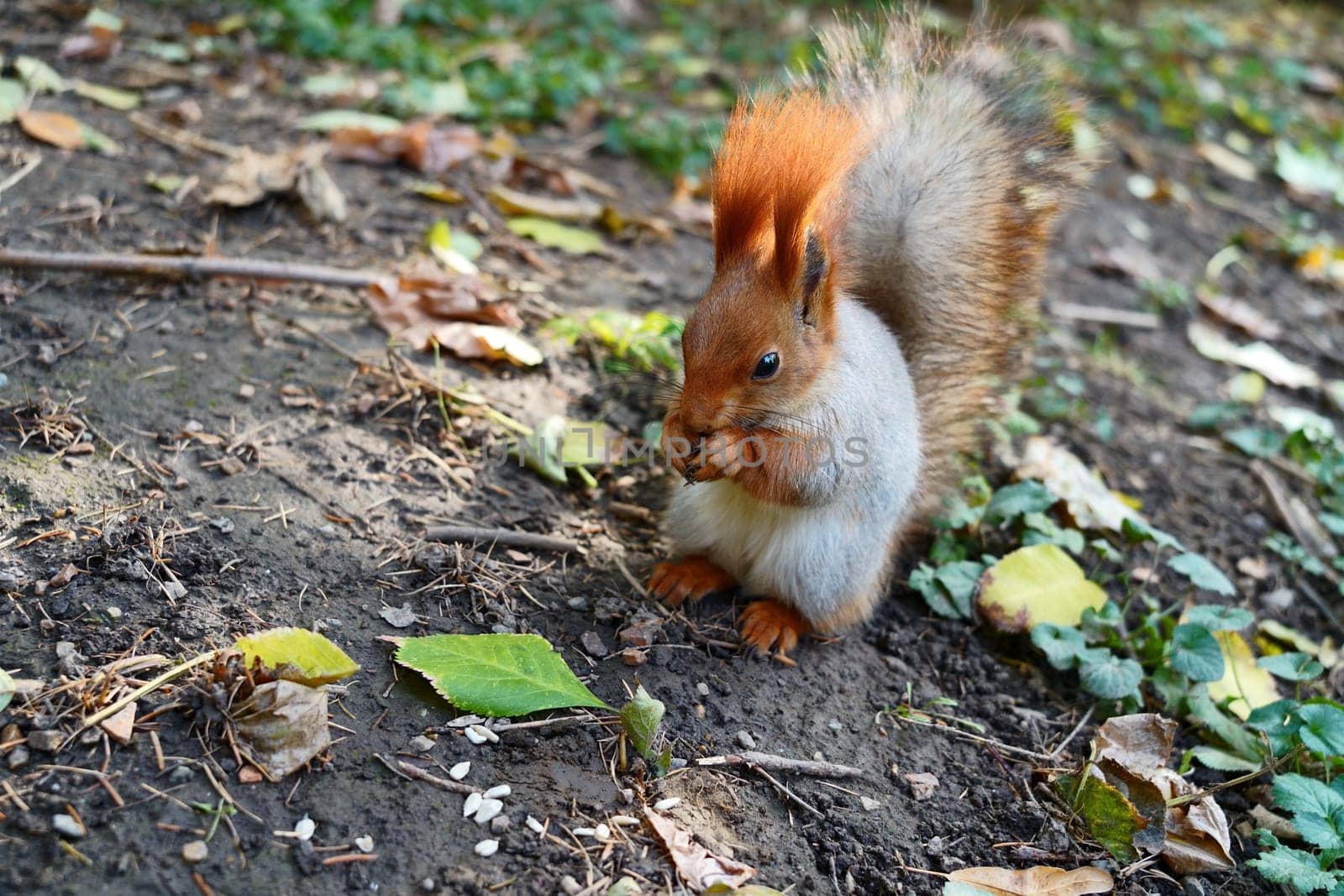 On the ground, a squirrel eats a nut. Autumn Leaves. High quality photo