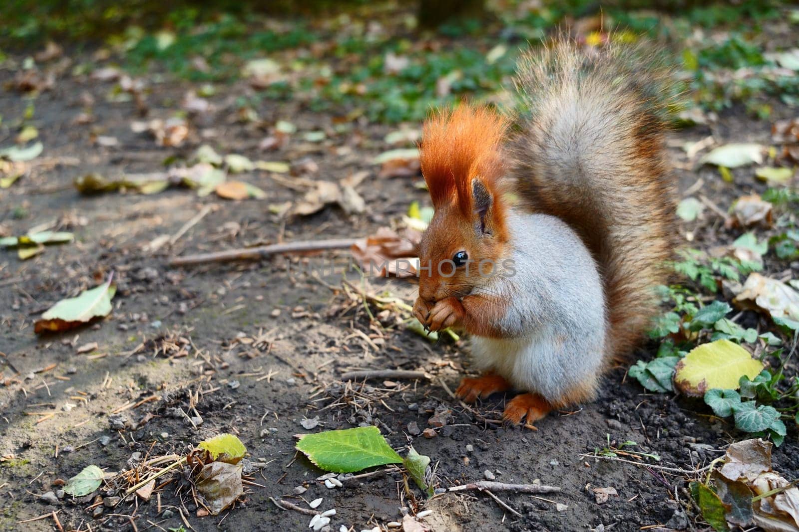 A gray red squirrel on the ground among the leaves eats a nut. High quality photo