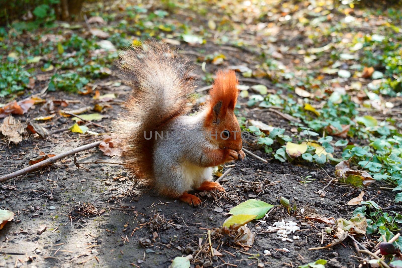 A gray squirrel in an autumn meadow eats a nut. by tewolf