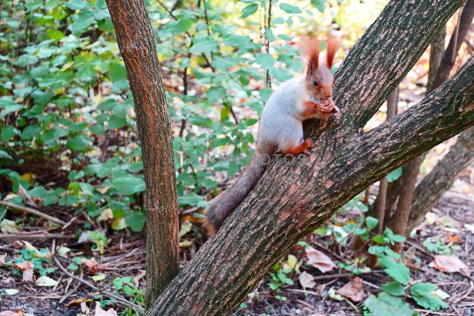 A wild grey squirrel sits on a tree. Side view. High quality photo