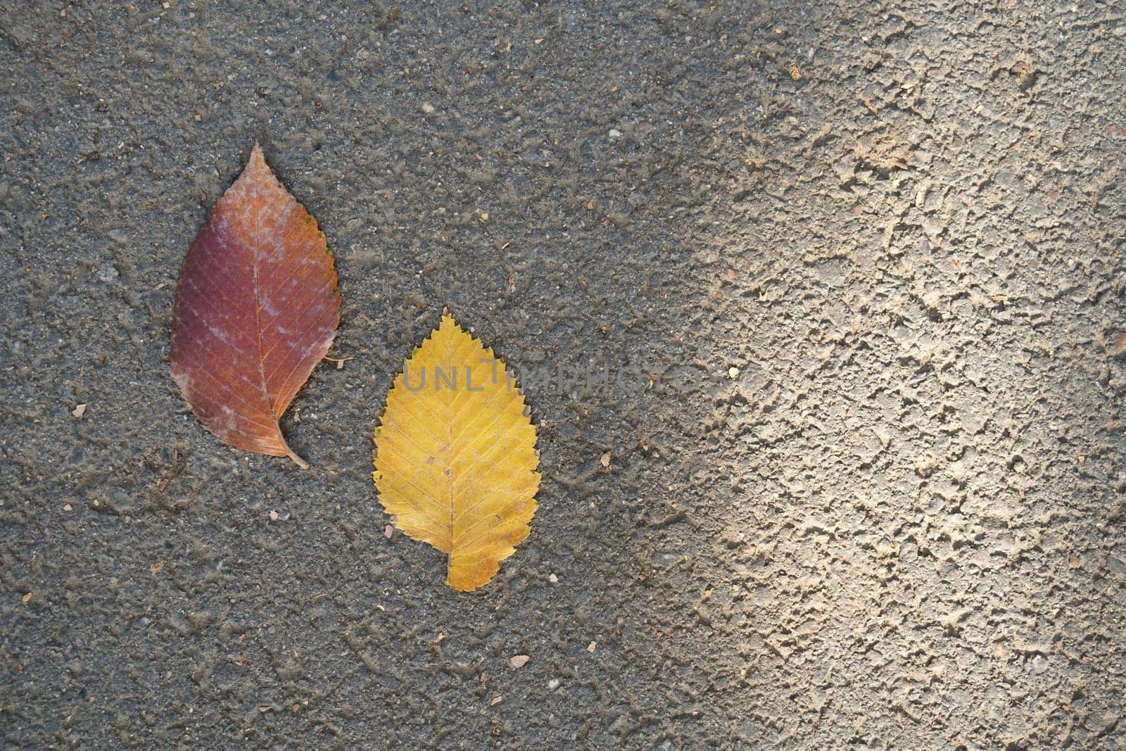 Two autumn fallen leaves from a tree. View from the top. High quality photo