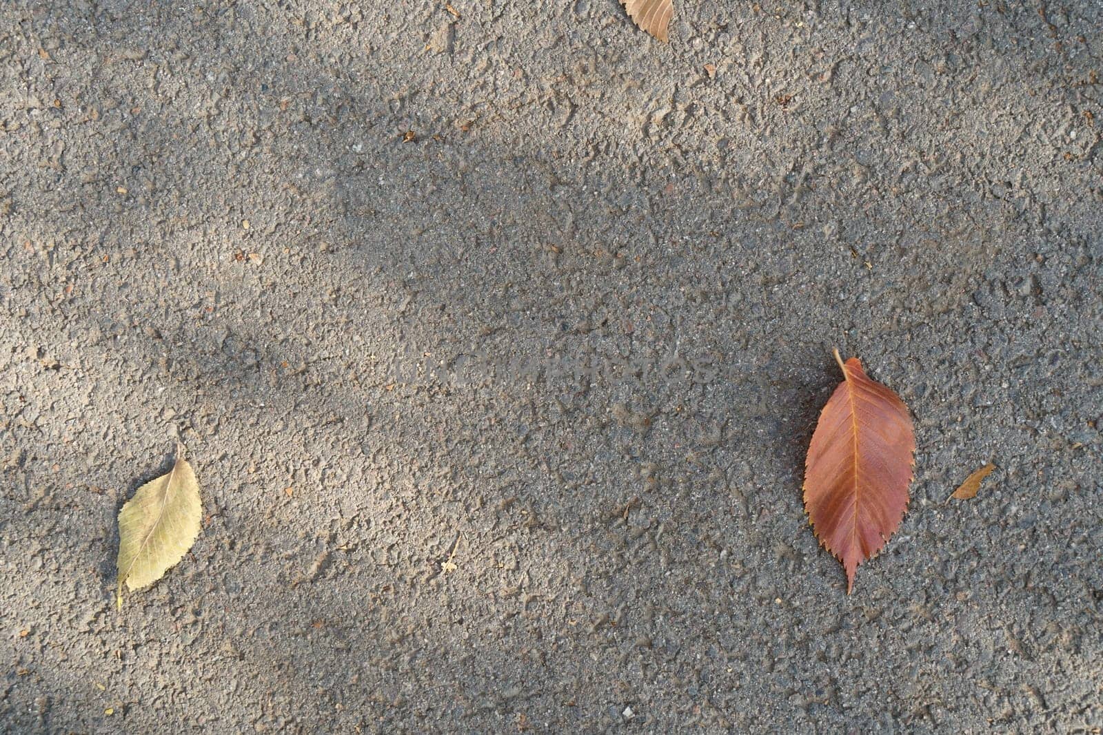 Autumn fallen leaves on gray asphalt. View from the top. High quality photo