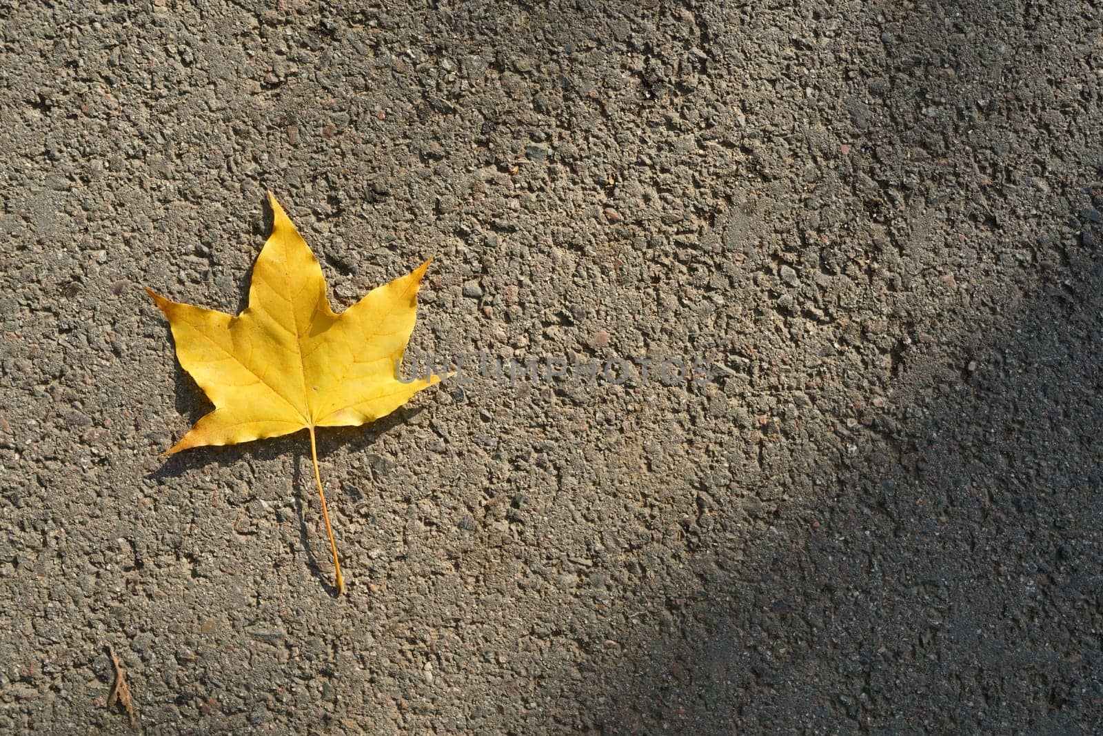 Autumn leaf colors on asphalt. View from the top by tewolf