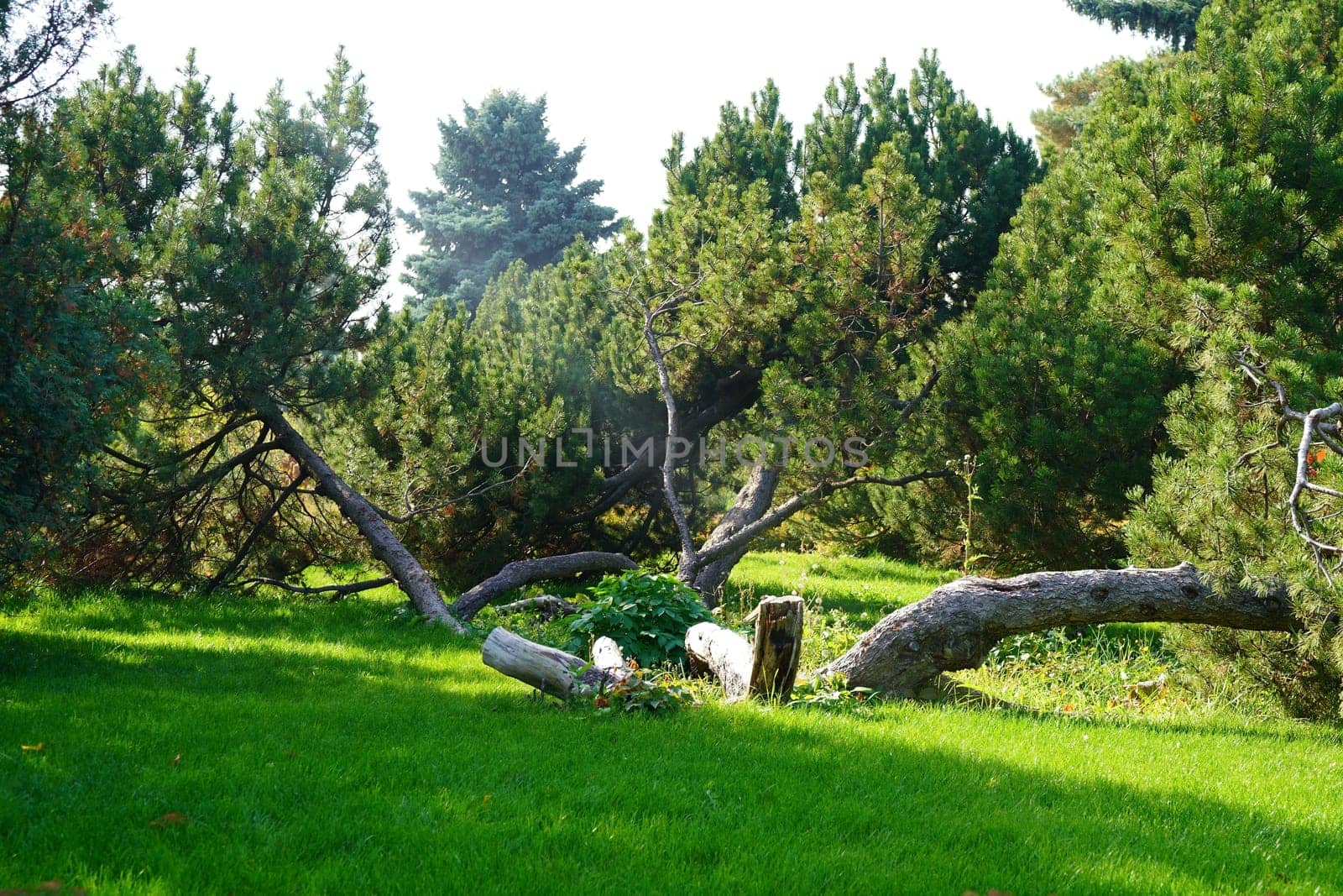 Coniferous tree in the park on a green meadow by tewolf