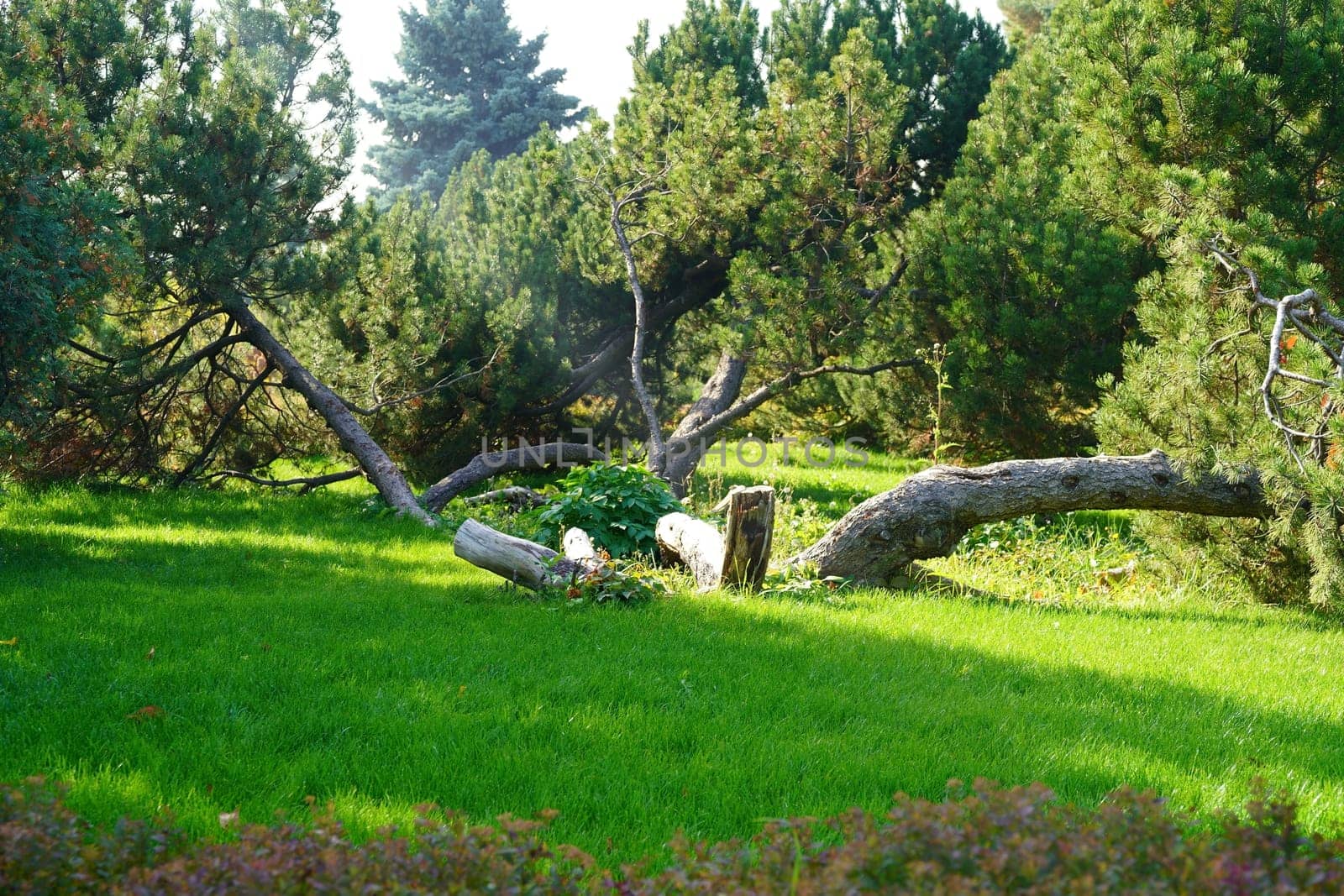 A coniferous tree of an unusual shape on a green meadow. High quality photo