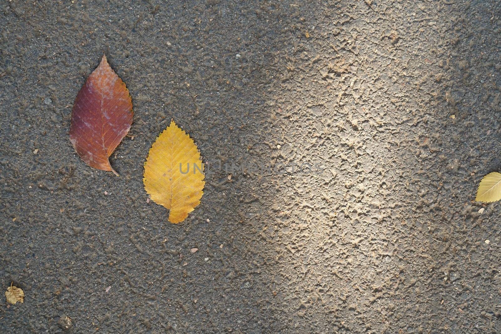 Yellow and red leaves on gray asphalt. View from the top by tewolf