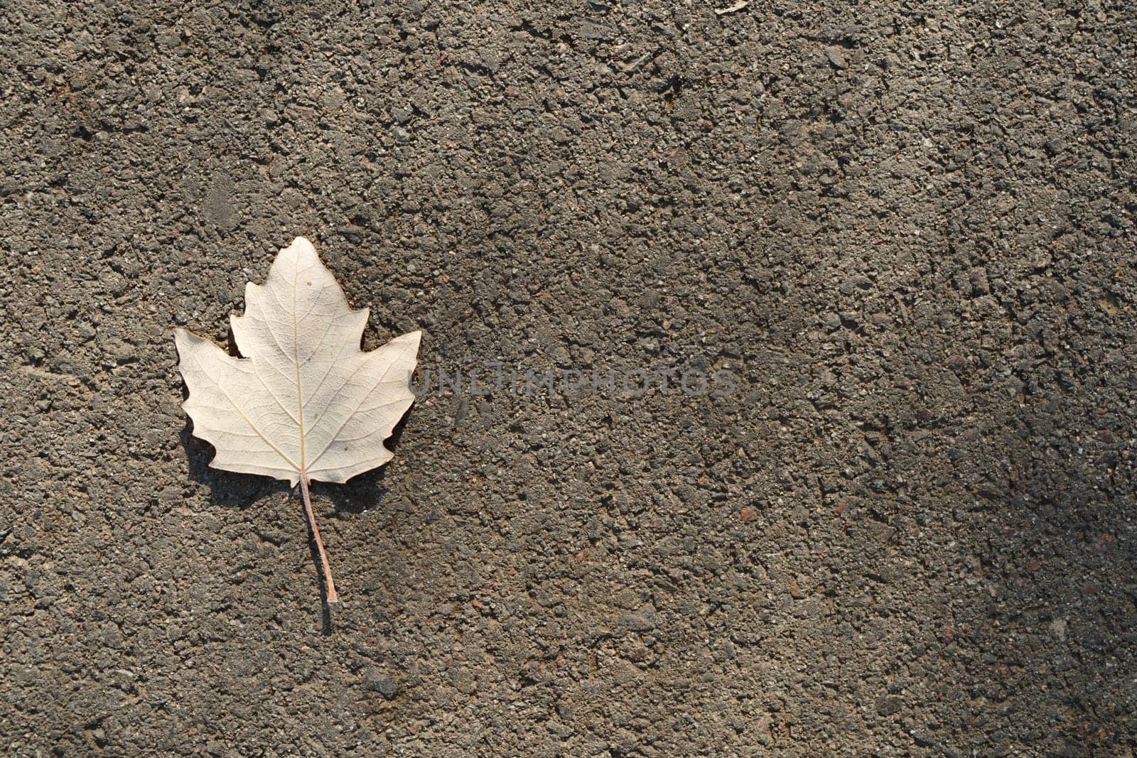 A white poplar leaf that fell from a tree on the asphalt. View from the top by tewolf