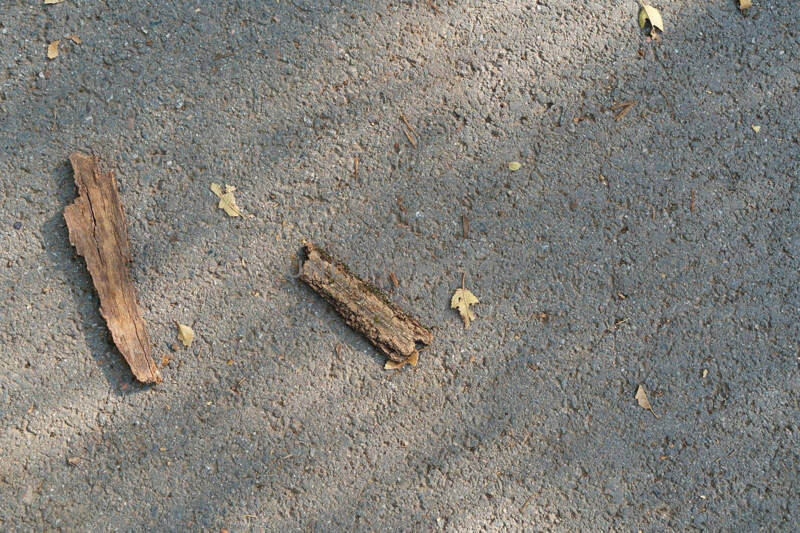 Autumn couples fallen from the tree, twigs, bark on the asphalt. View from the top. High quality photo