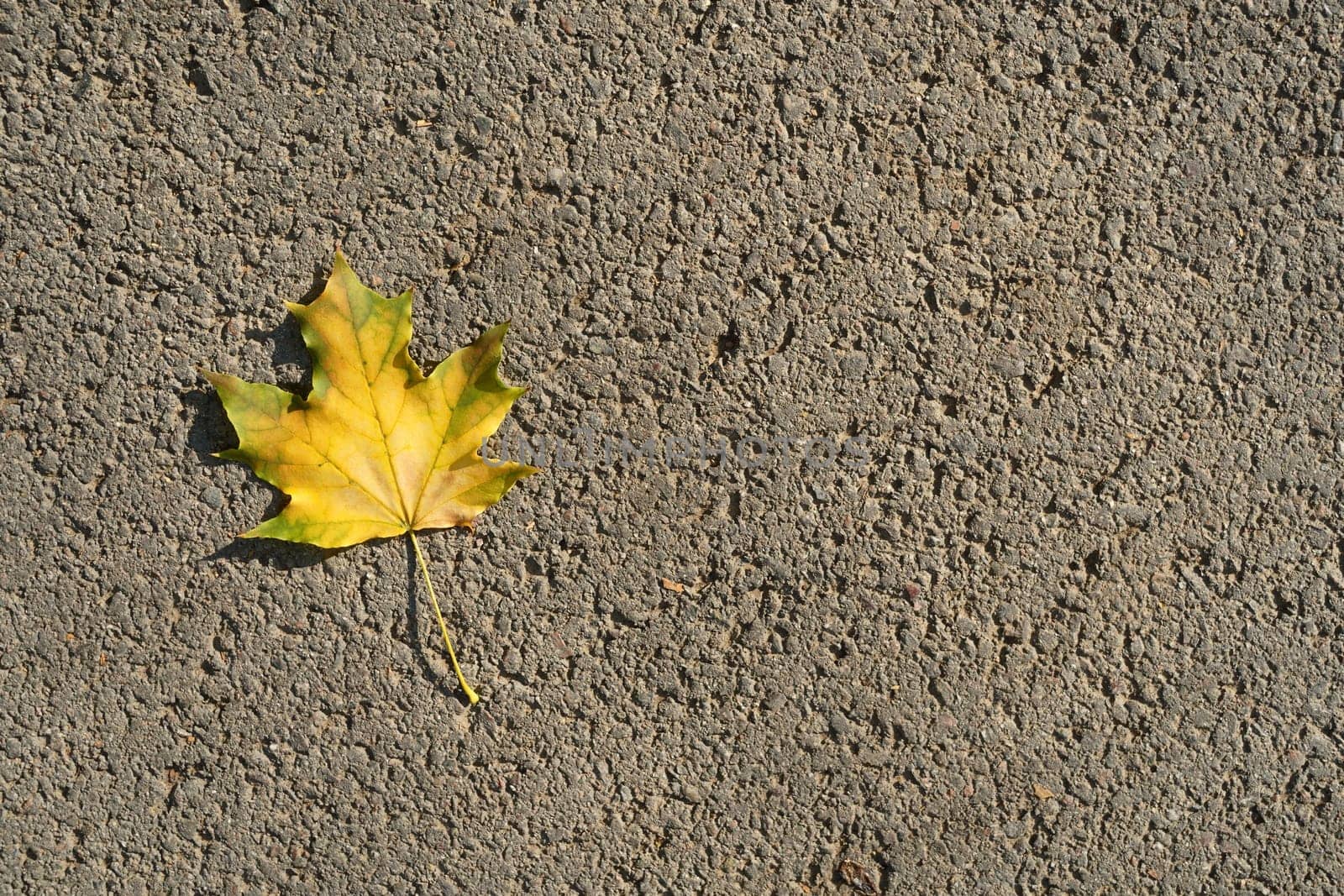 Yellow autumn maple leaf on grey asphalt. View from the top. High quality photo